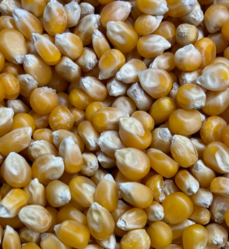 2lbs of Mushroom Popcorn Kernels