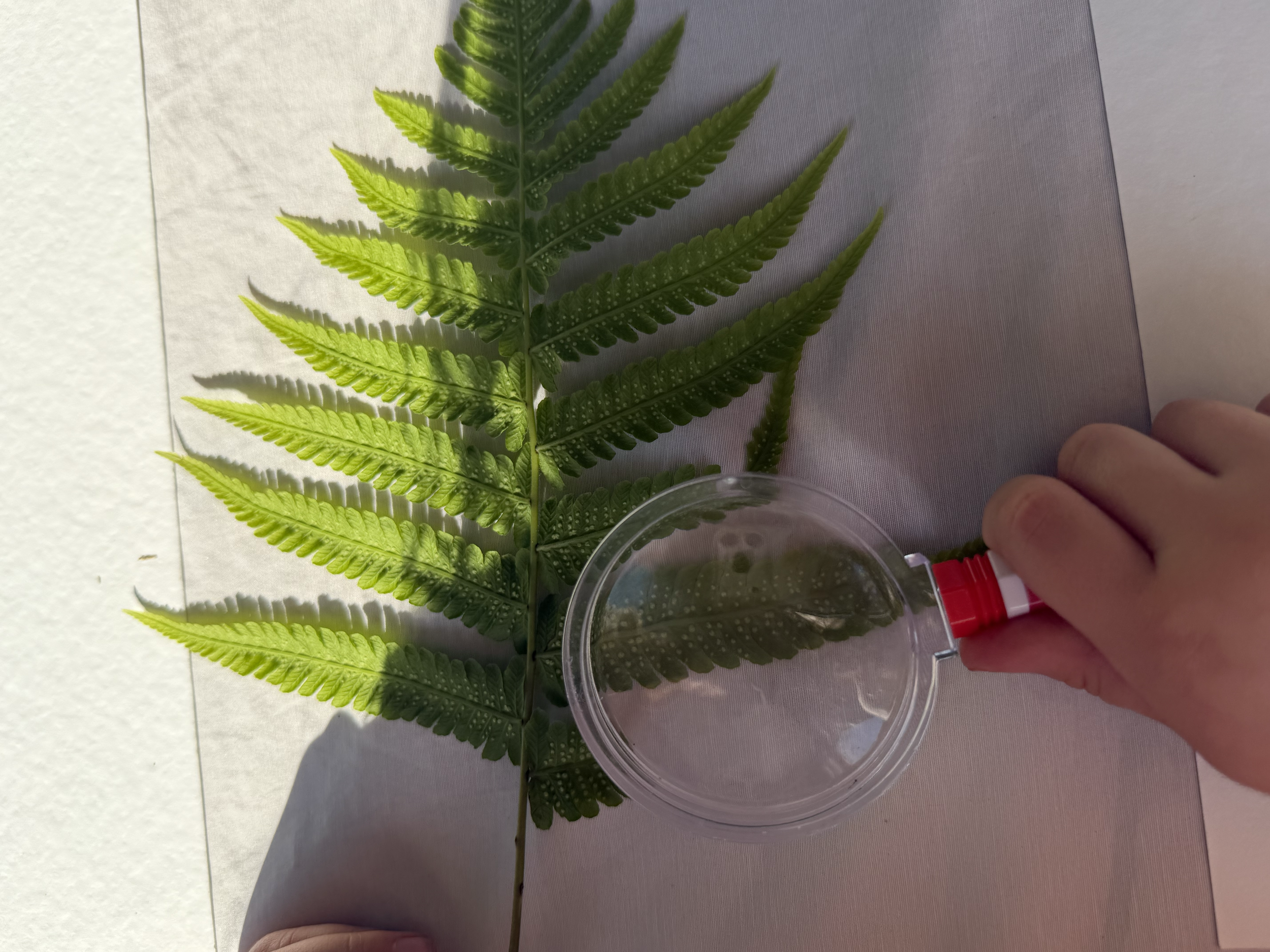 Investigando sobre las plantas que nos rodean