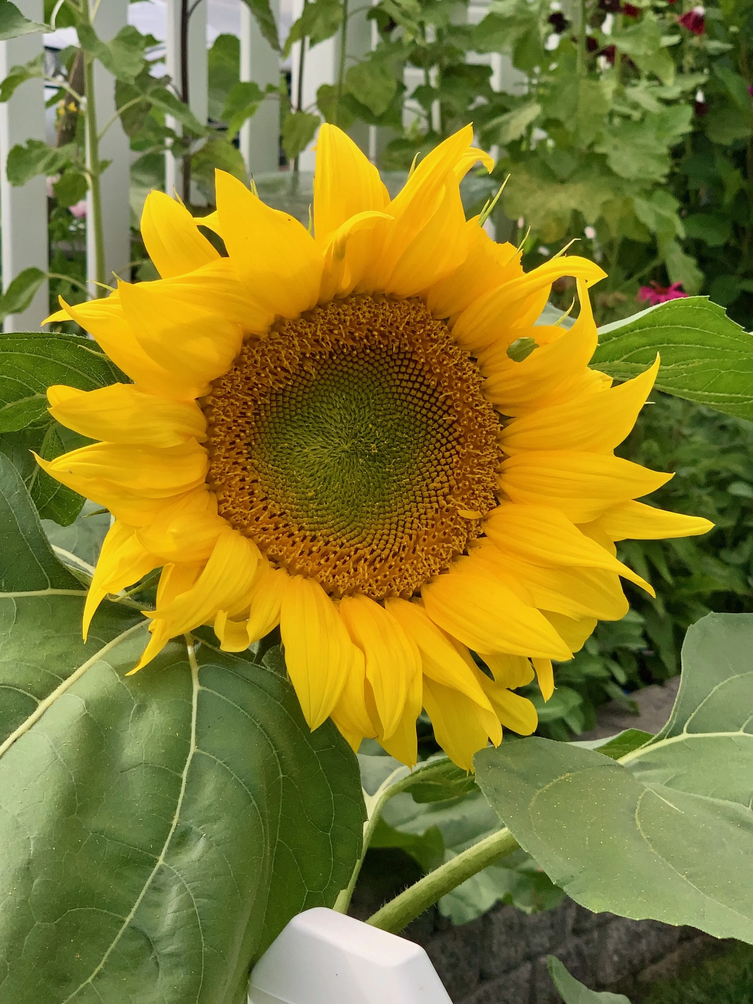 Sunflowers - 1 of 50.jpeg