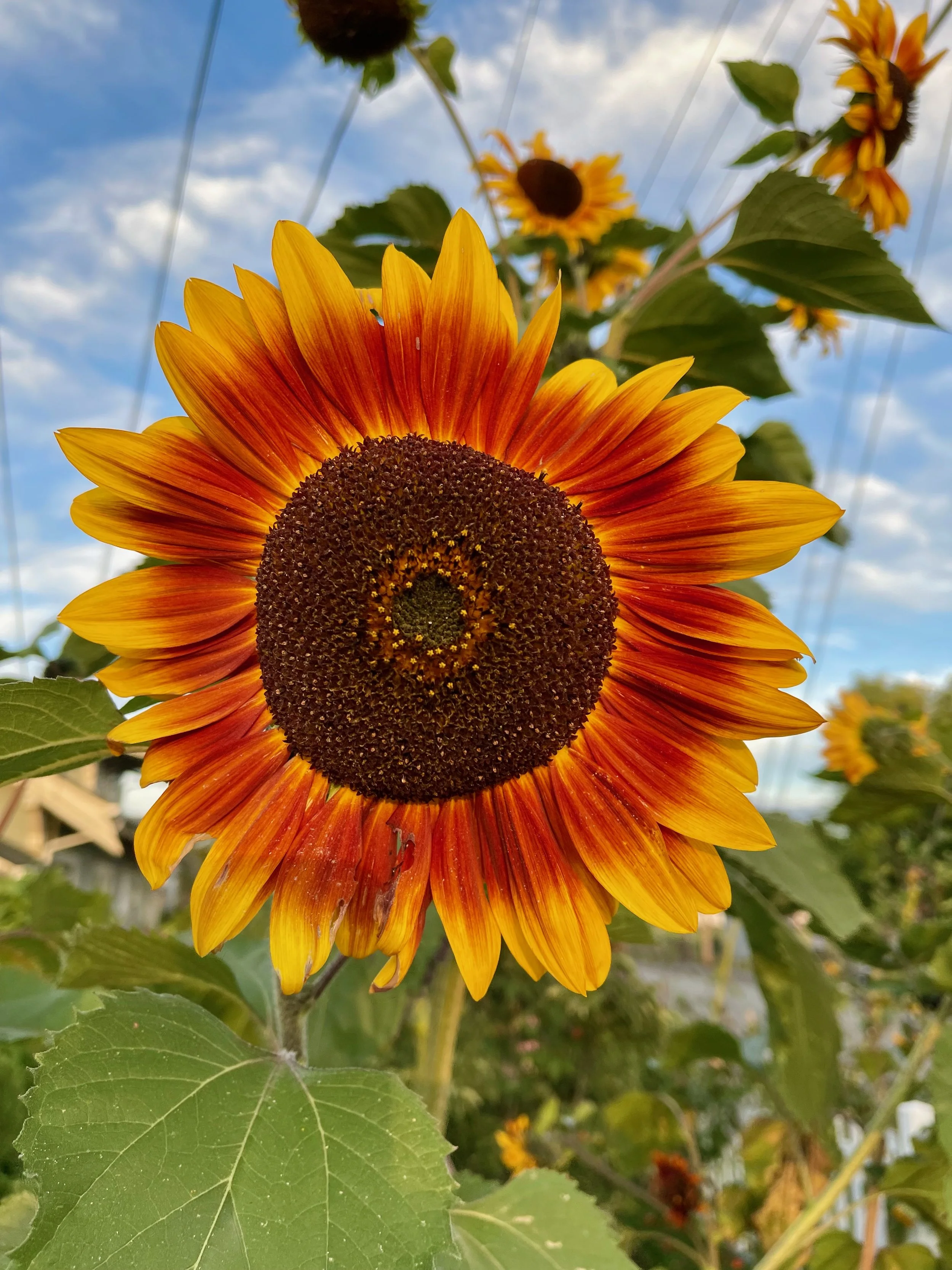 Sunflowers - 6 of 50.jpeg