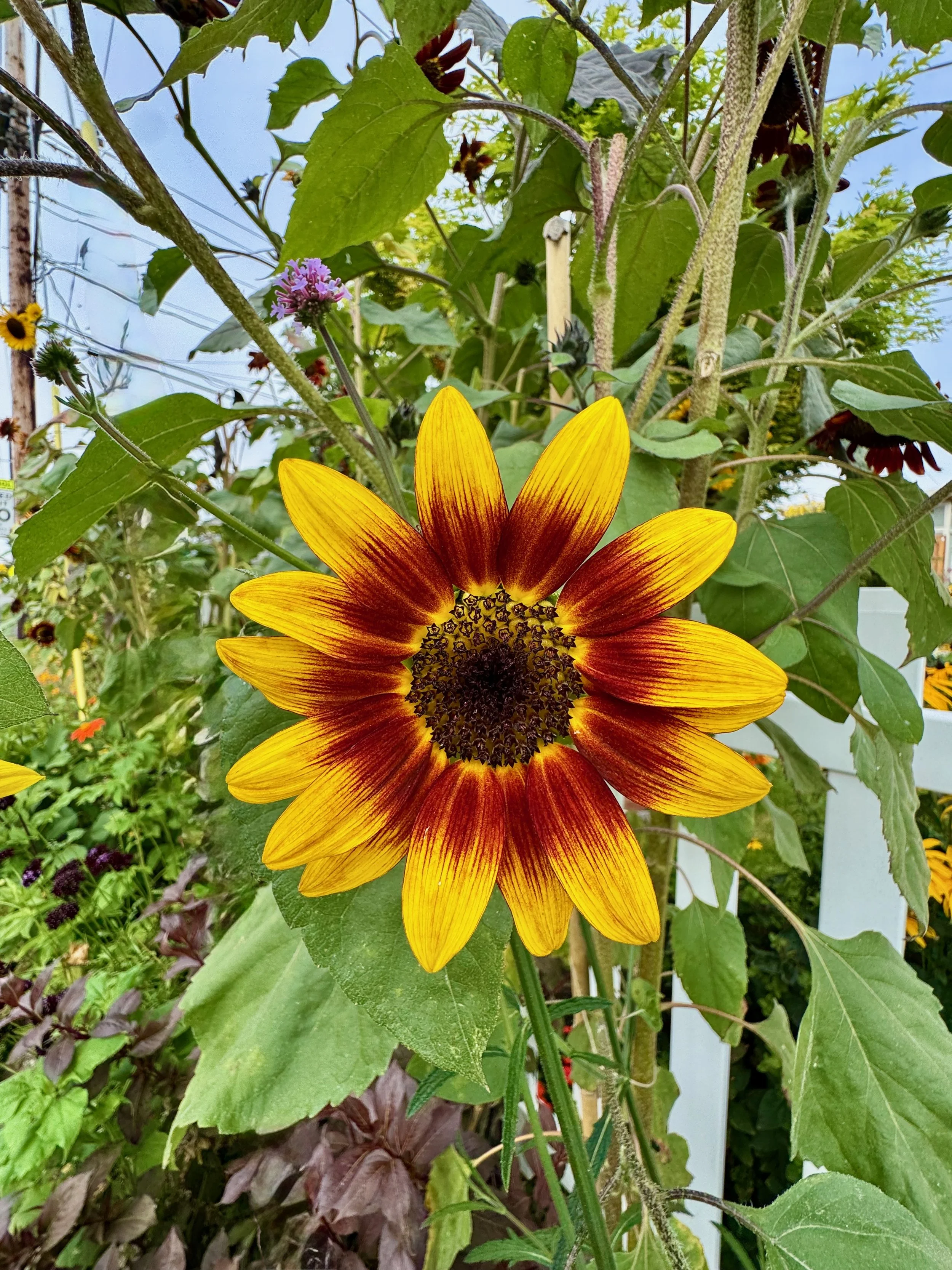 Sunflowers - 47 of 50.jpeg