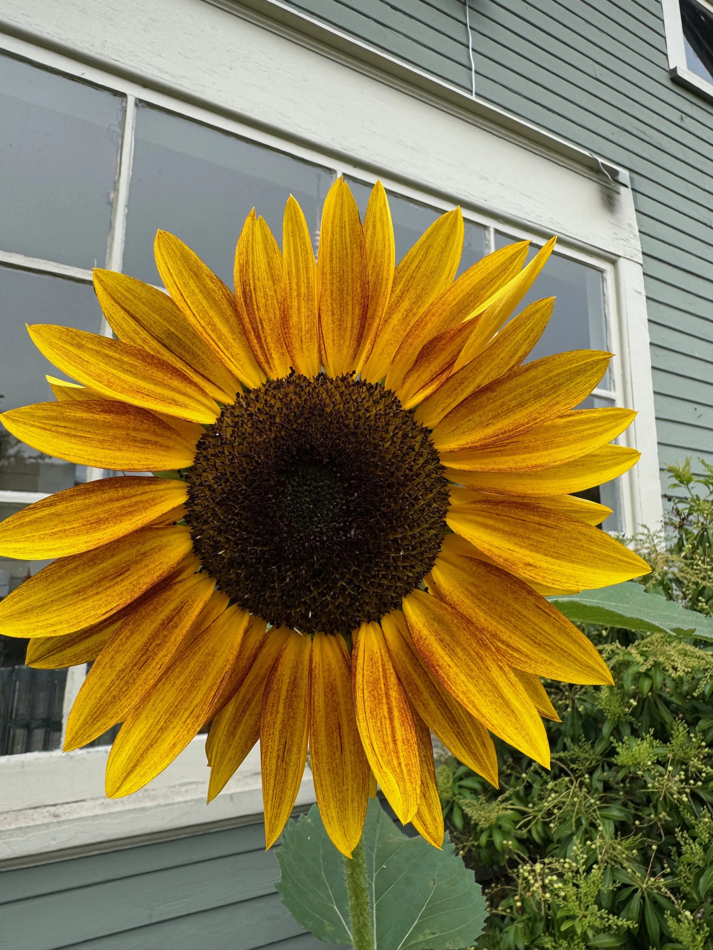 Sunflowers - 50 of 50.jpeg
