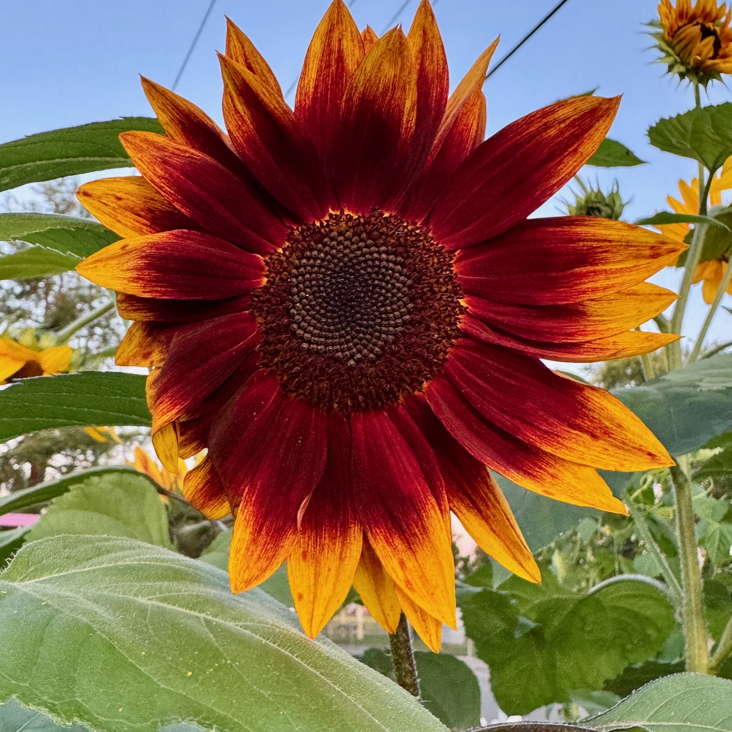 Sunflowers - 37 of 50.jpeg