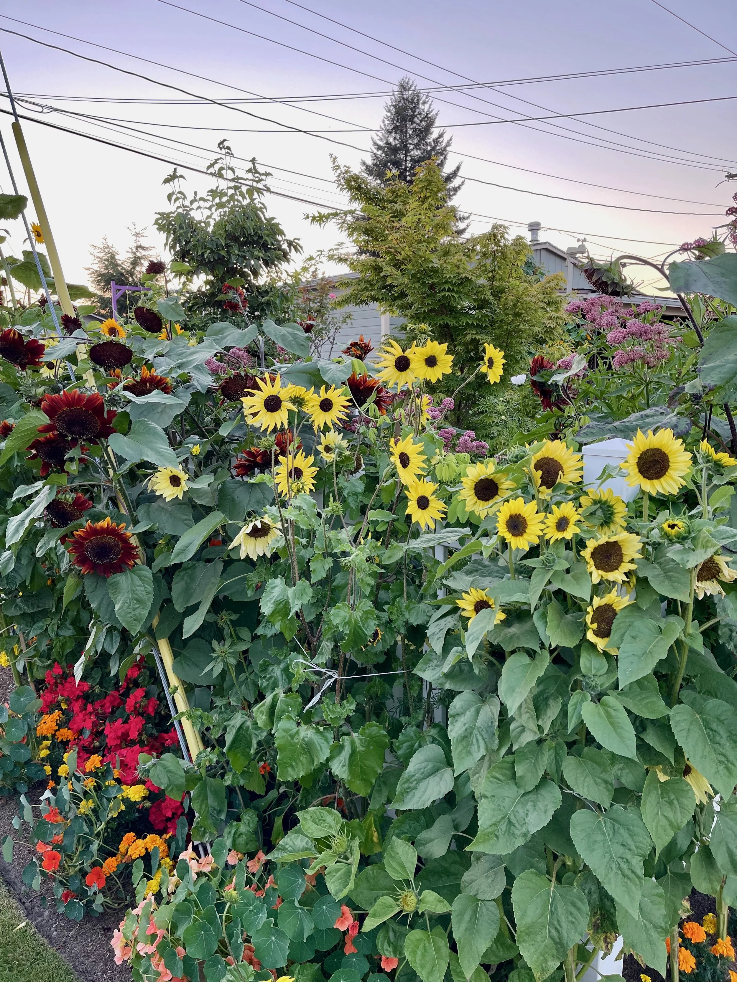 Sunflowers - 10 of 50.jpeg