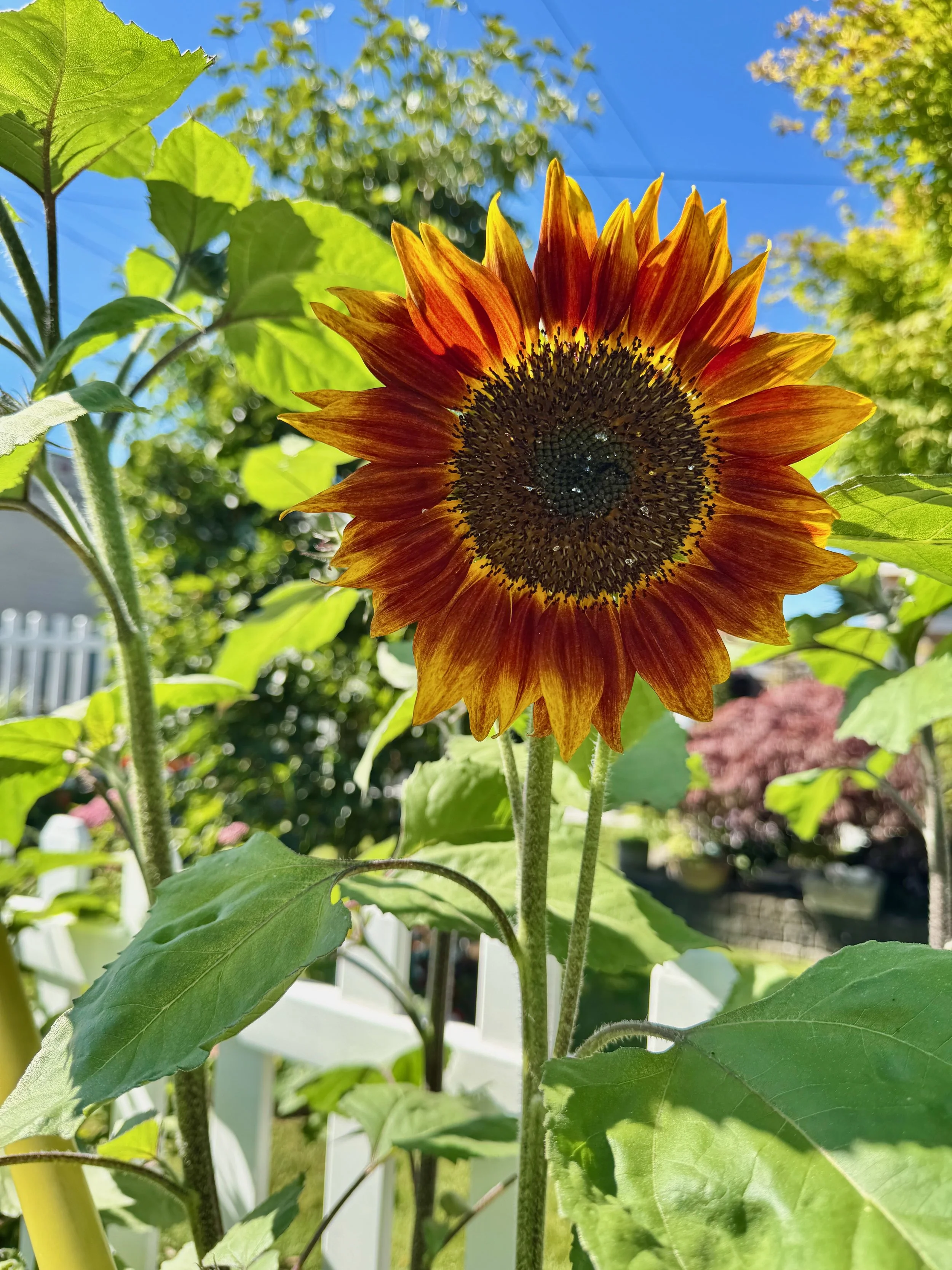 Sunflowers - 38 of 50.jpeg