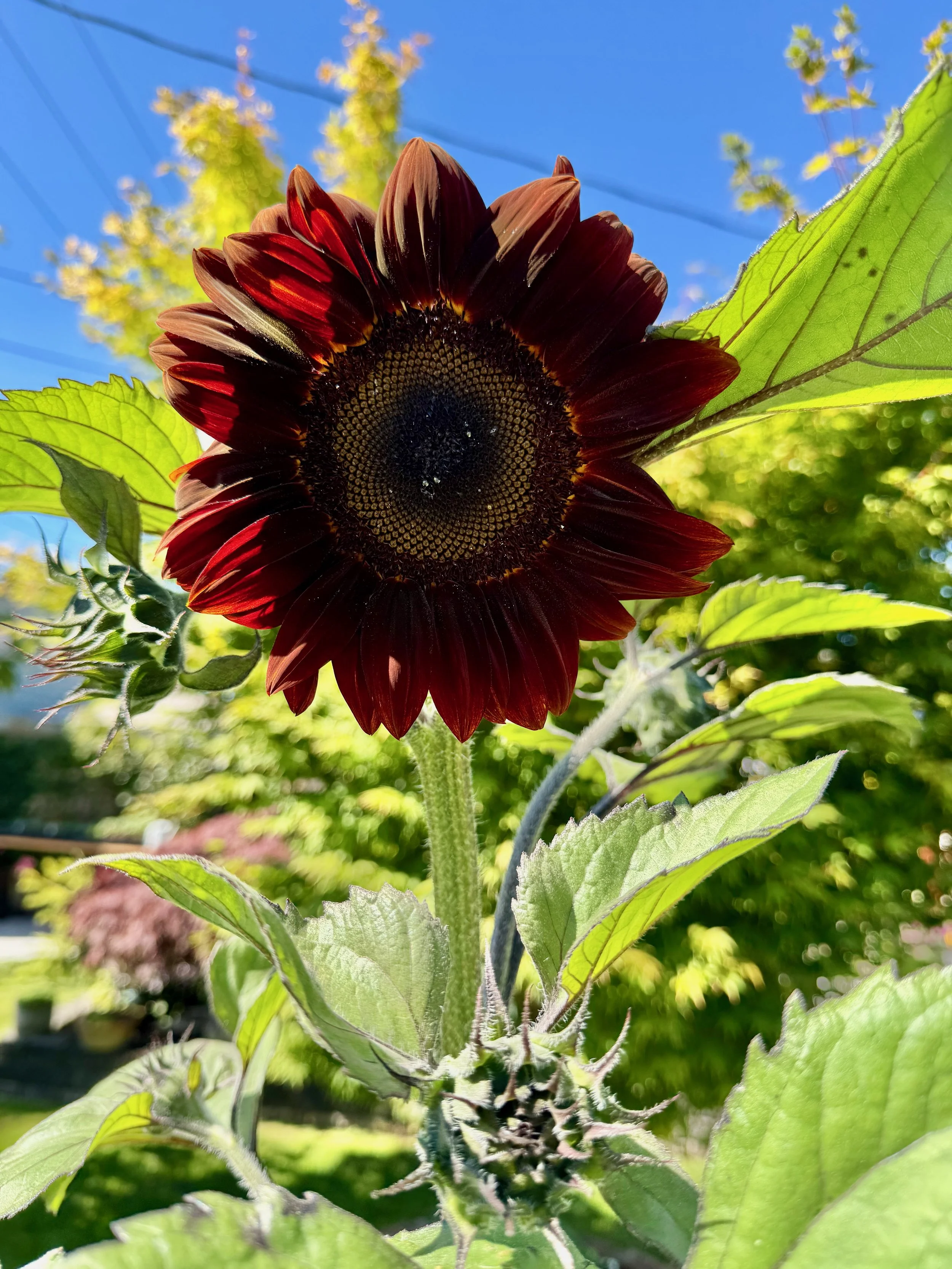 Sunflowers - 39 of 50.jpeg