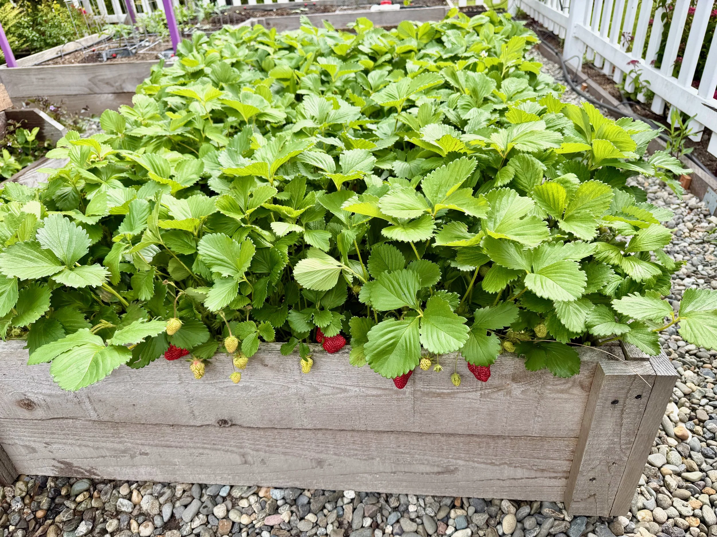 June Bearing Strawberries