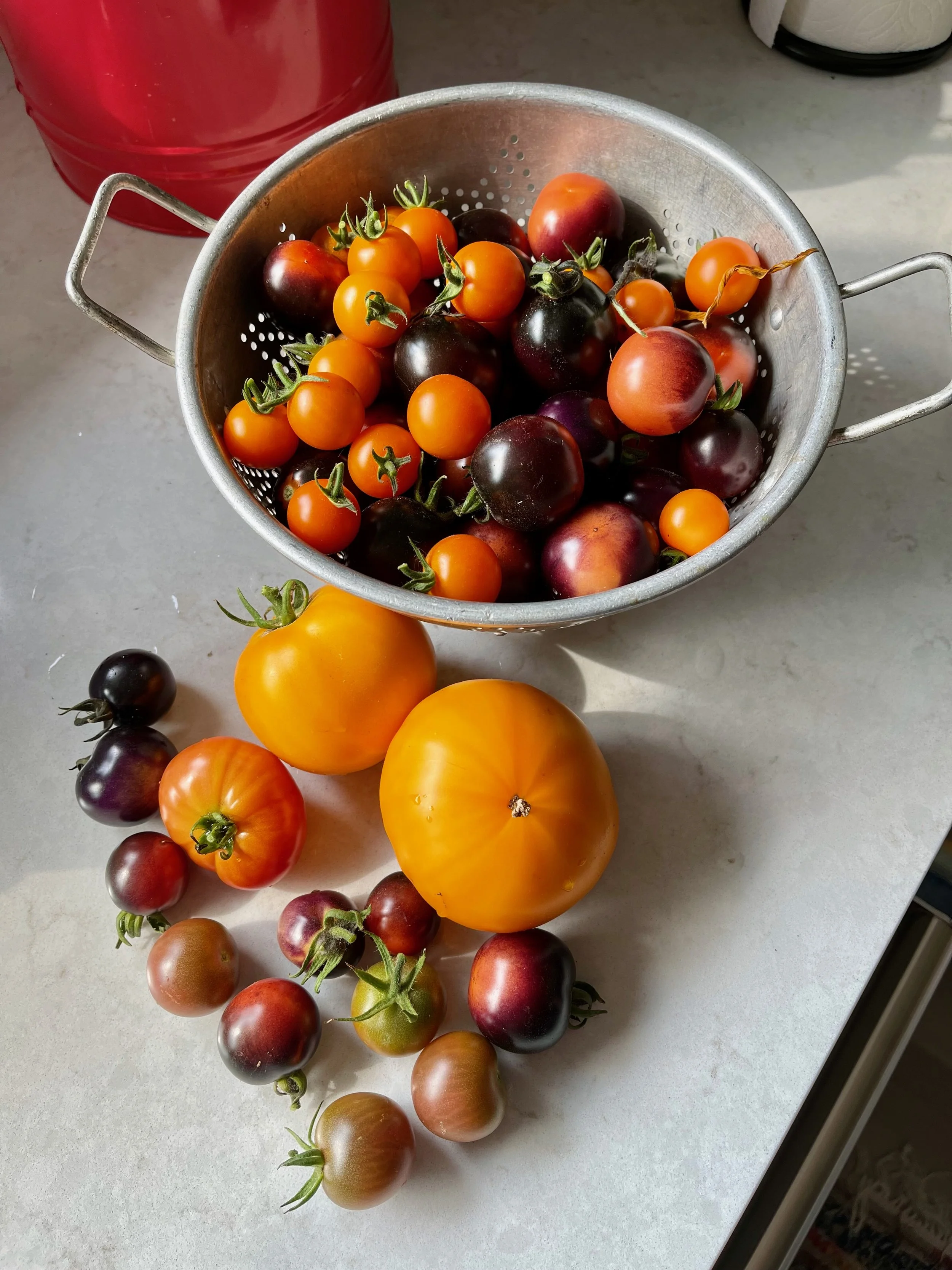  Garden raised beds, gardening, vegeable garden ,tomatoes 
