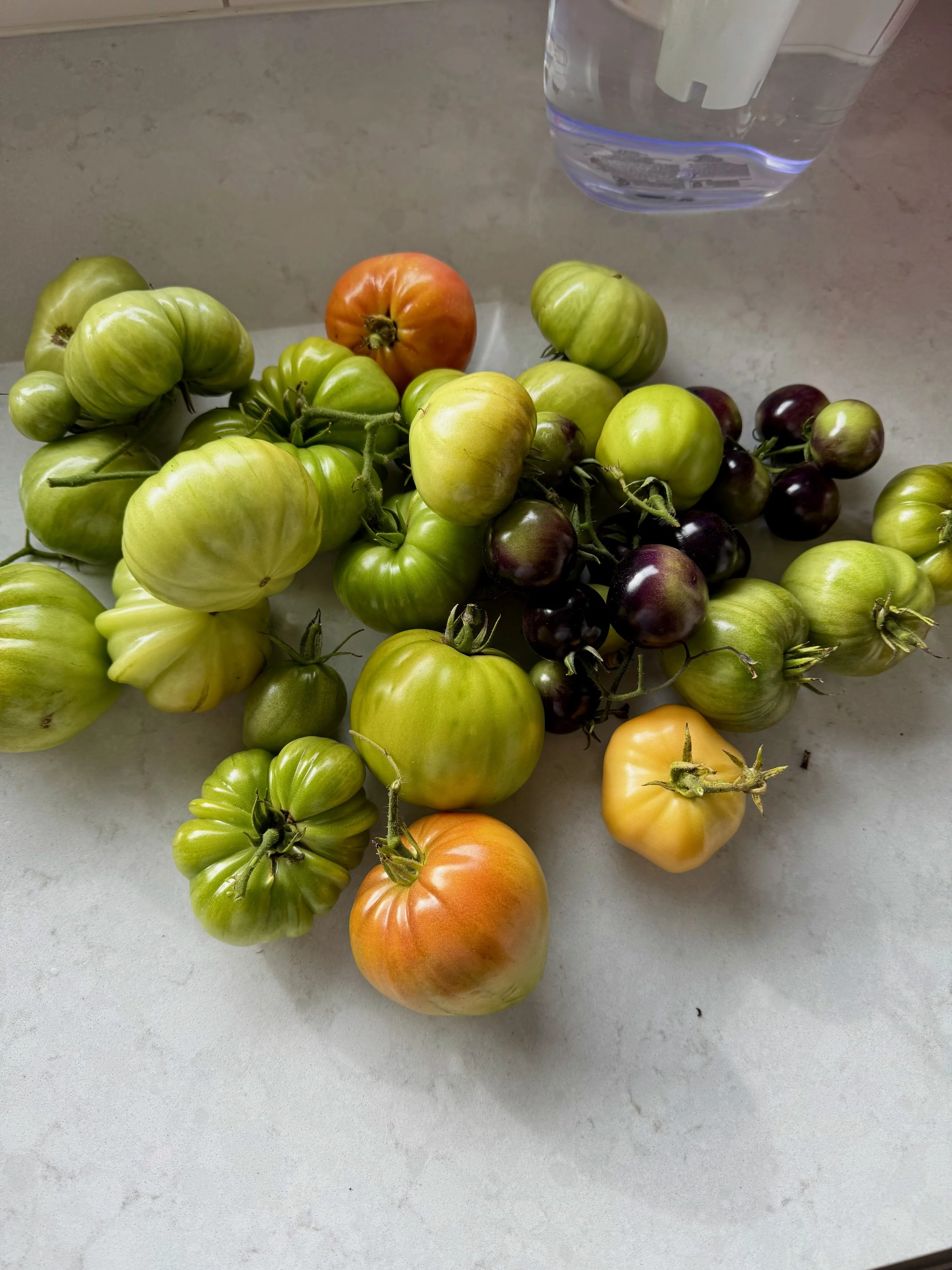  Garden raised beds, gardening, vegeable garden ,tomatoes 