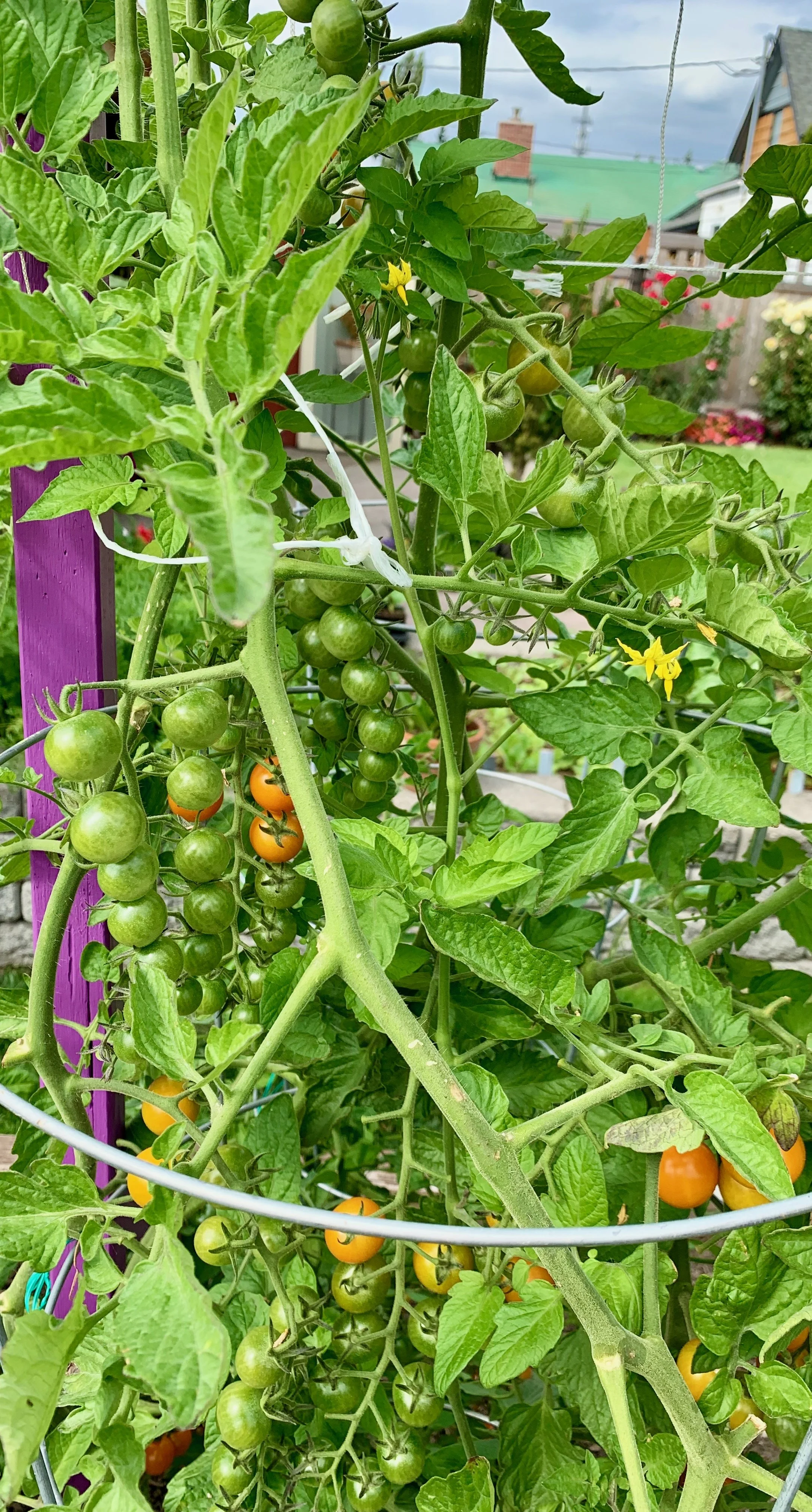 Sungold Tomatoes