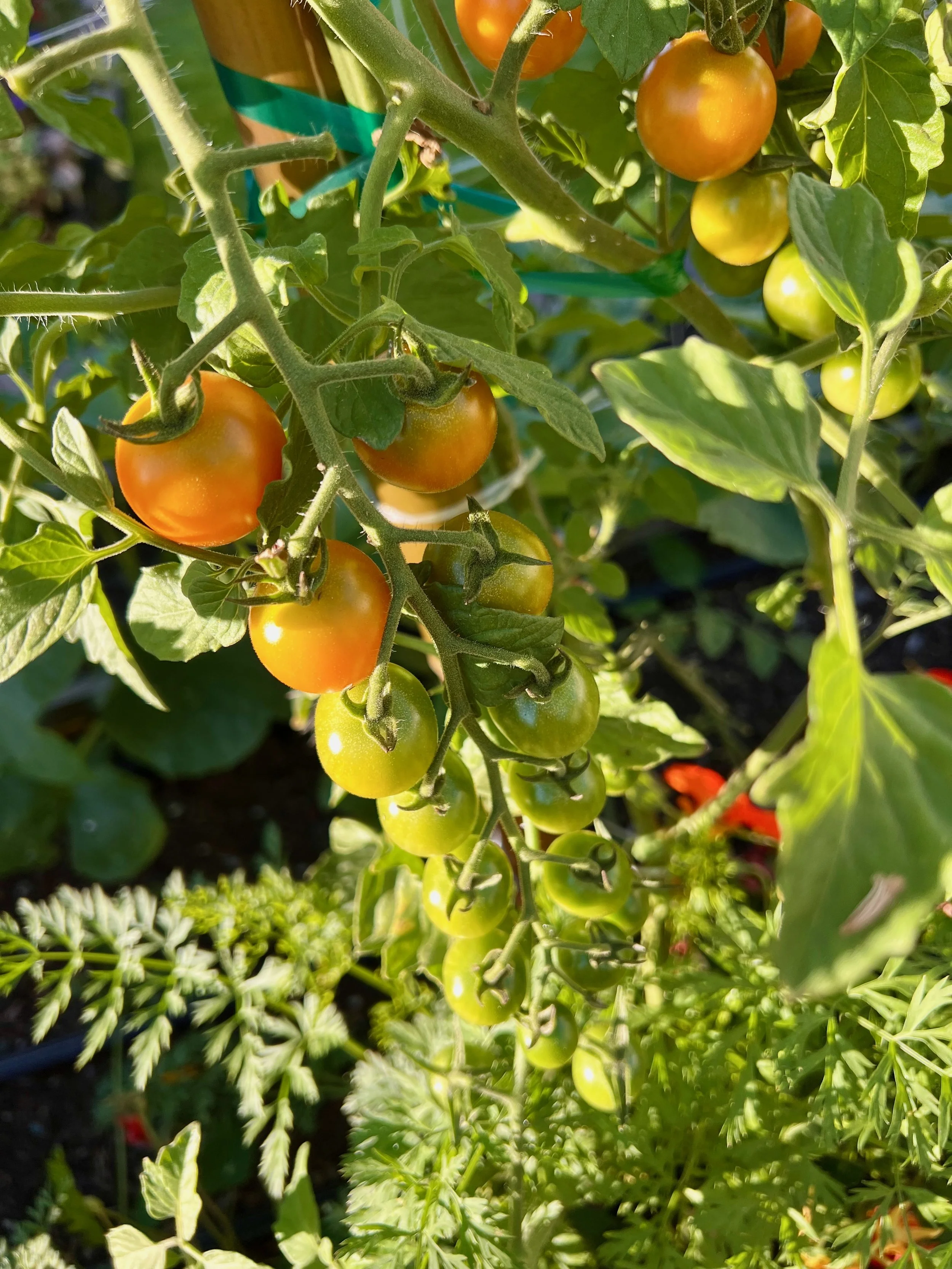 Sungold Tomatoes 