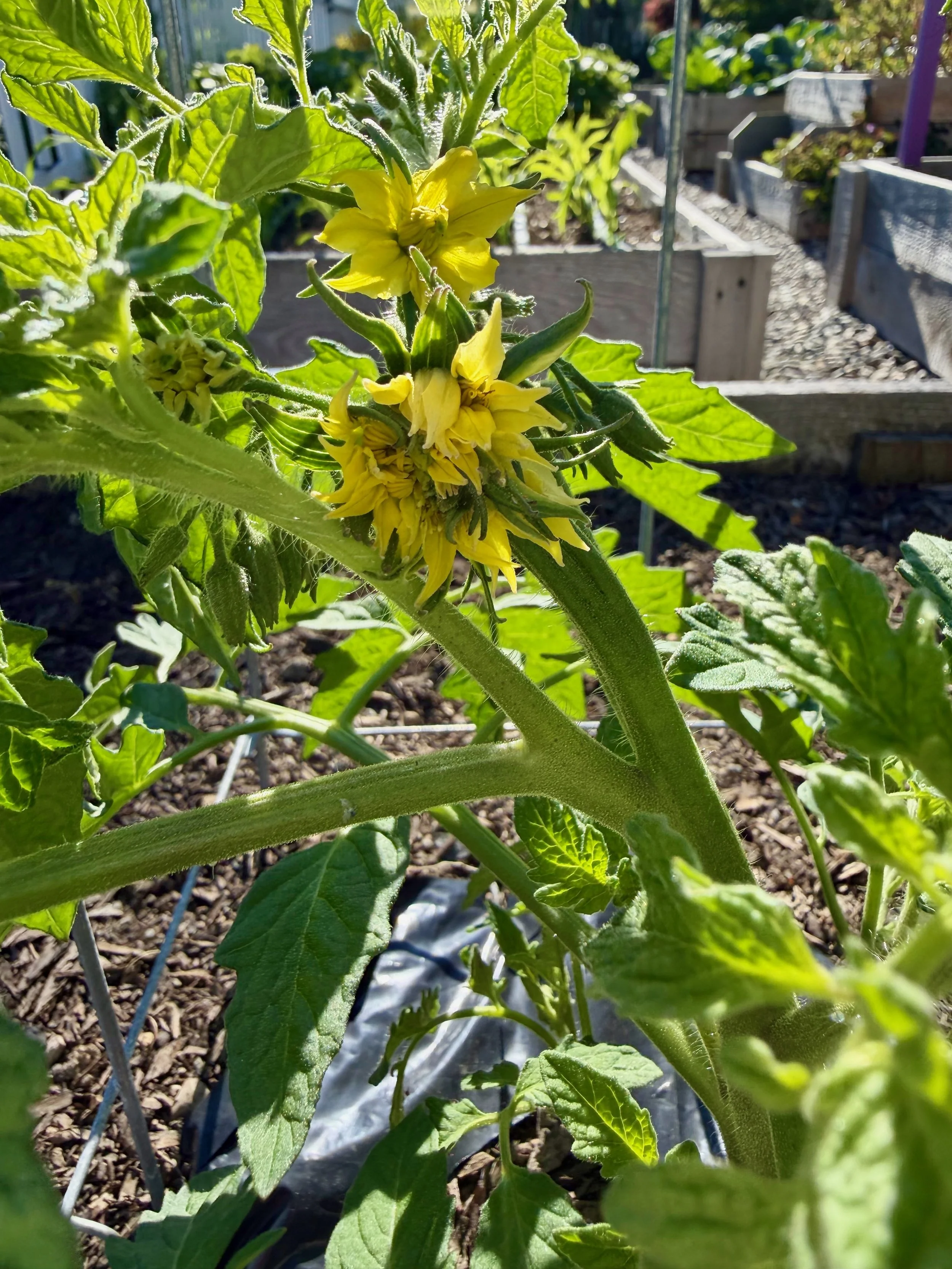 Tomato Blossoms