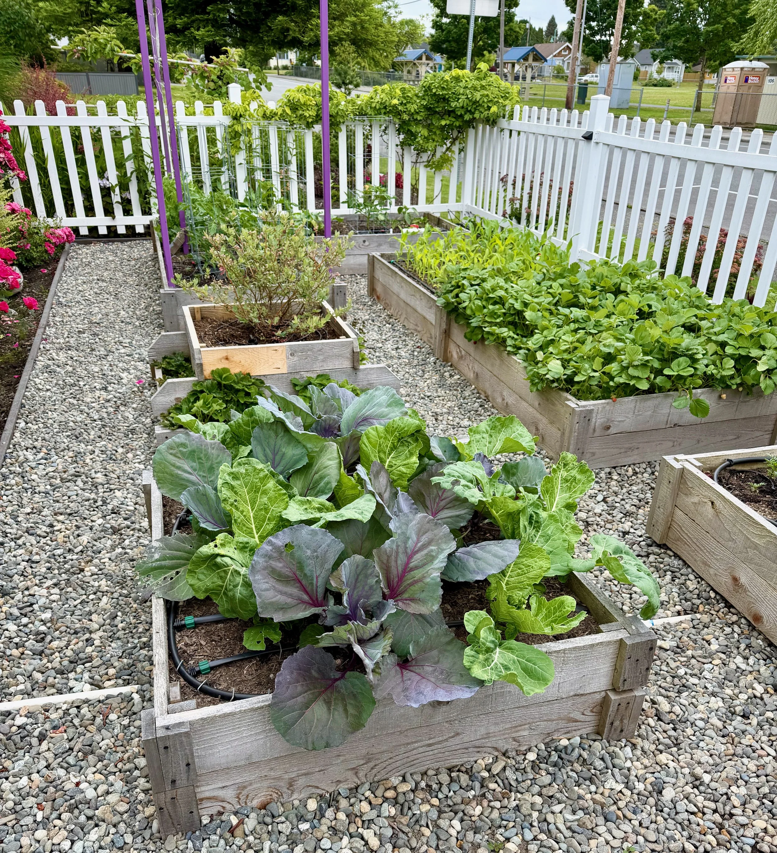 Red Cabbage &amp; Collards