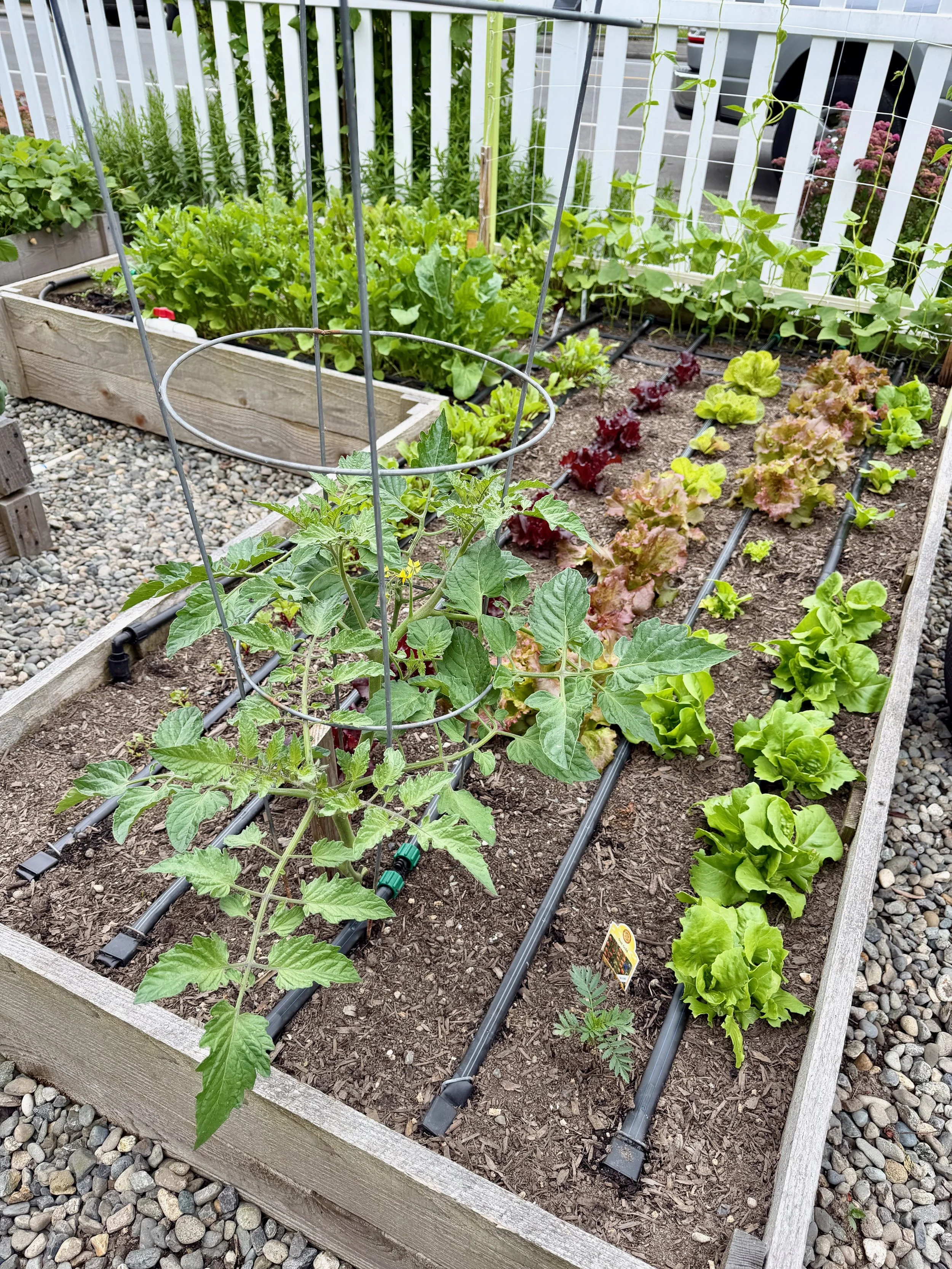 Sungold Tomato &amp; a Variety of Lettuce 