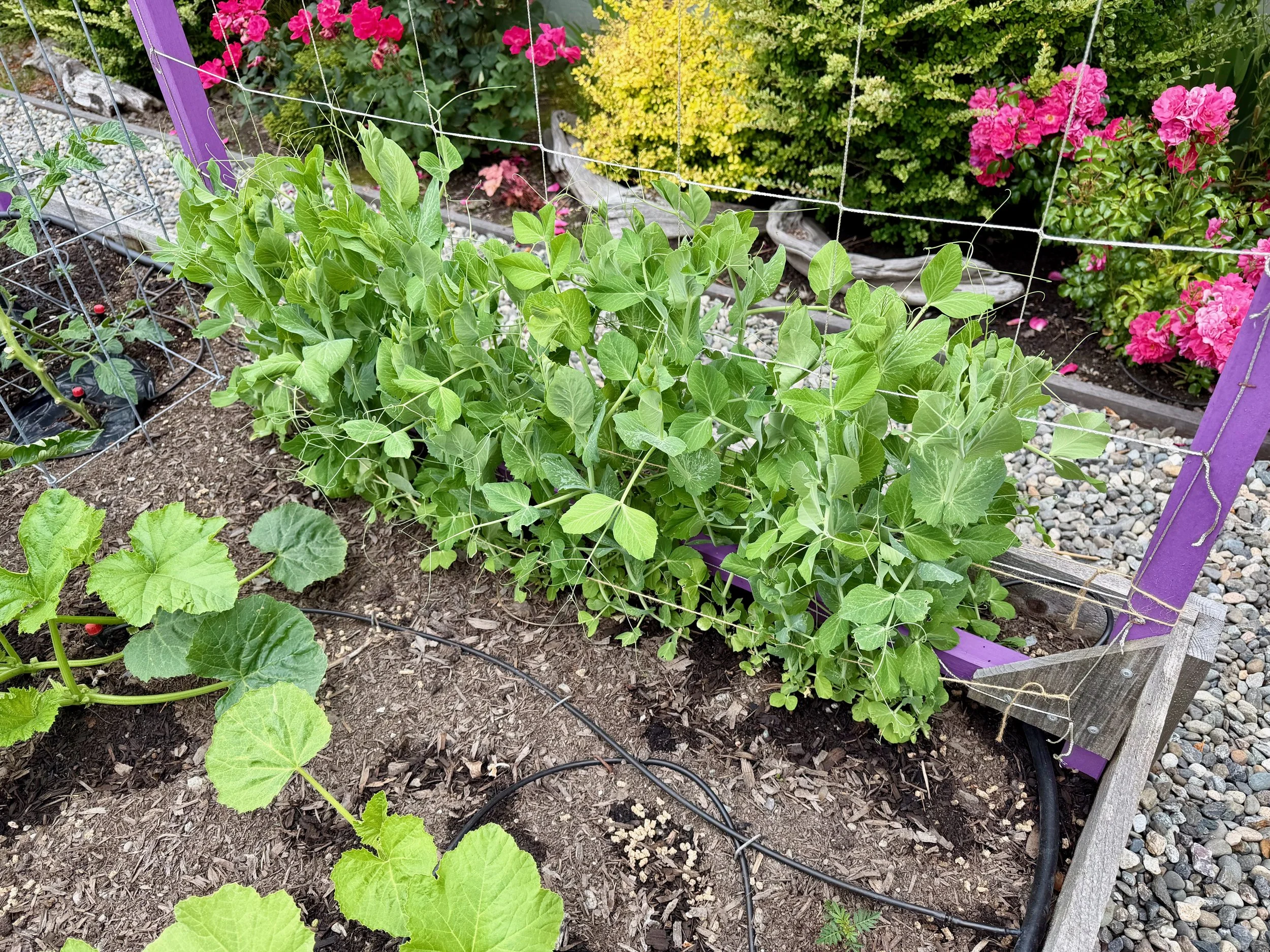 Sugar Snap Peas &amp; Assorted Summer Squash 