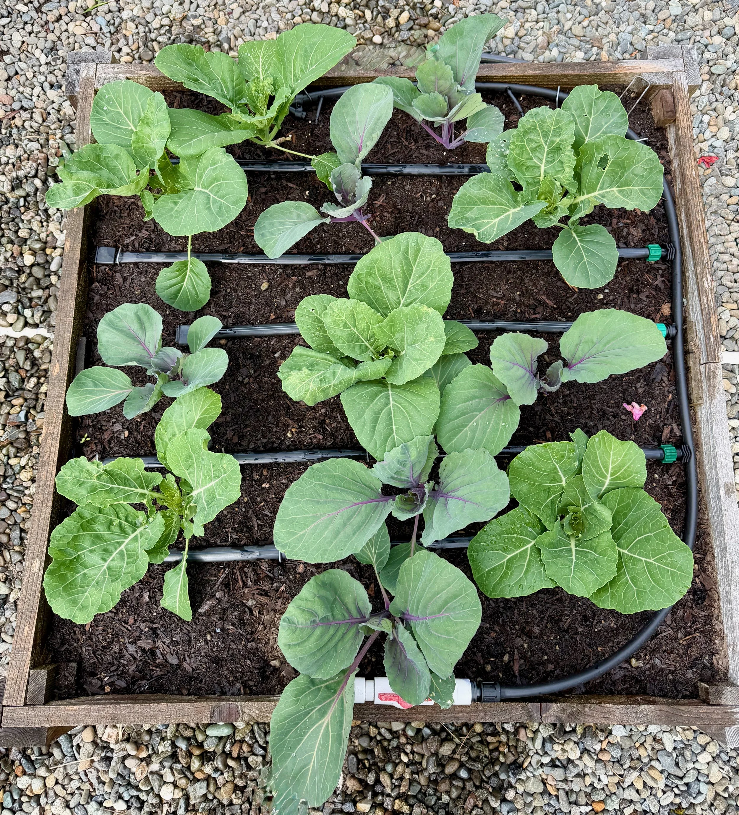 Young Plants Transplanted To Raised Bed