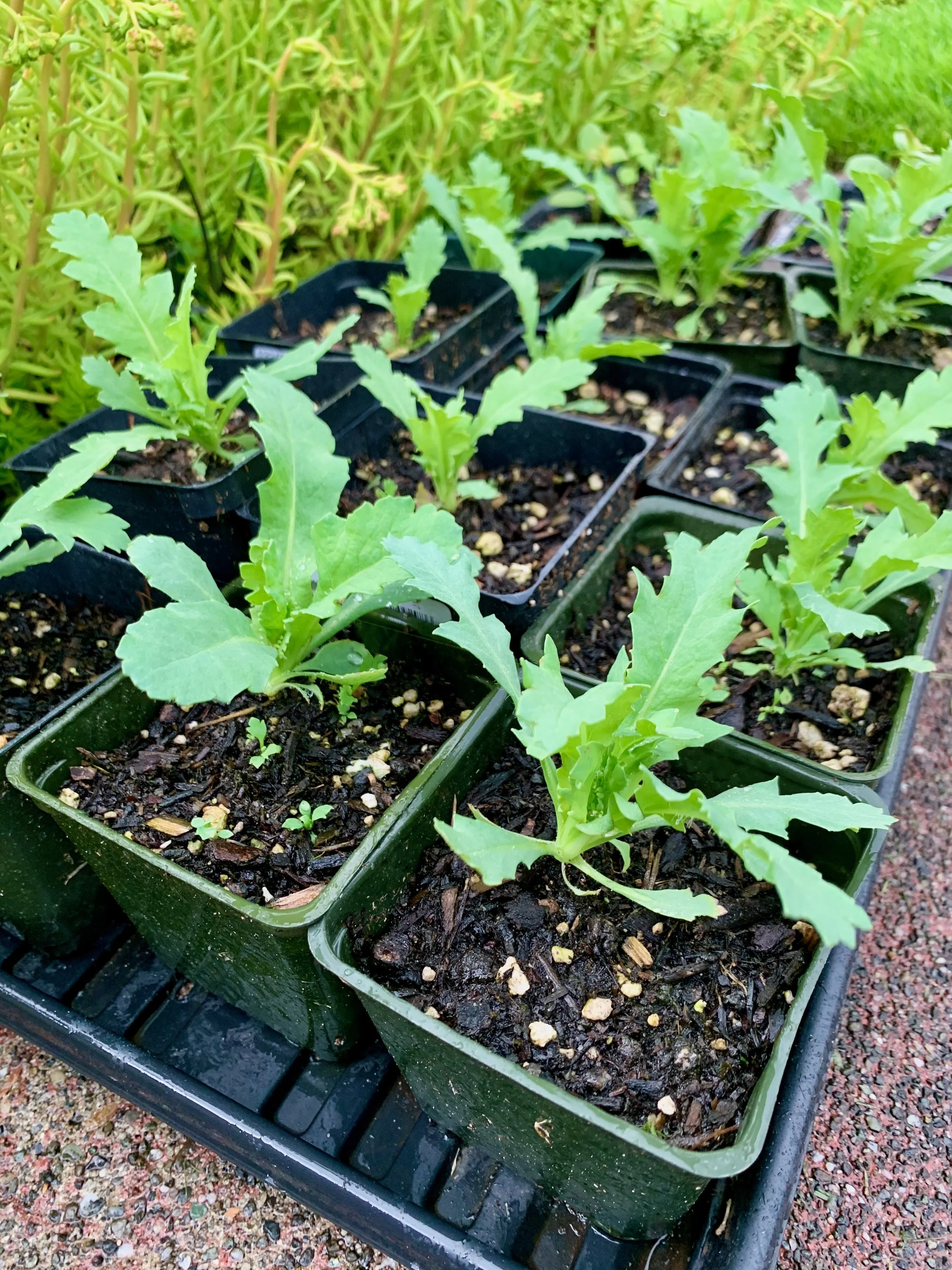 Seedlings Transplanted To 4" Pots