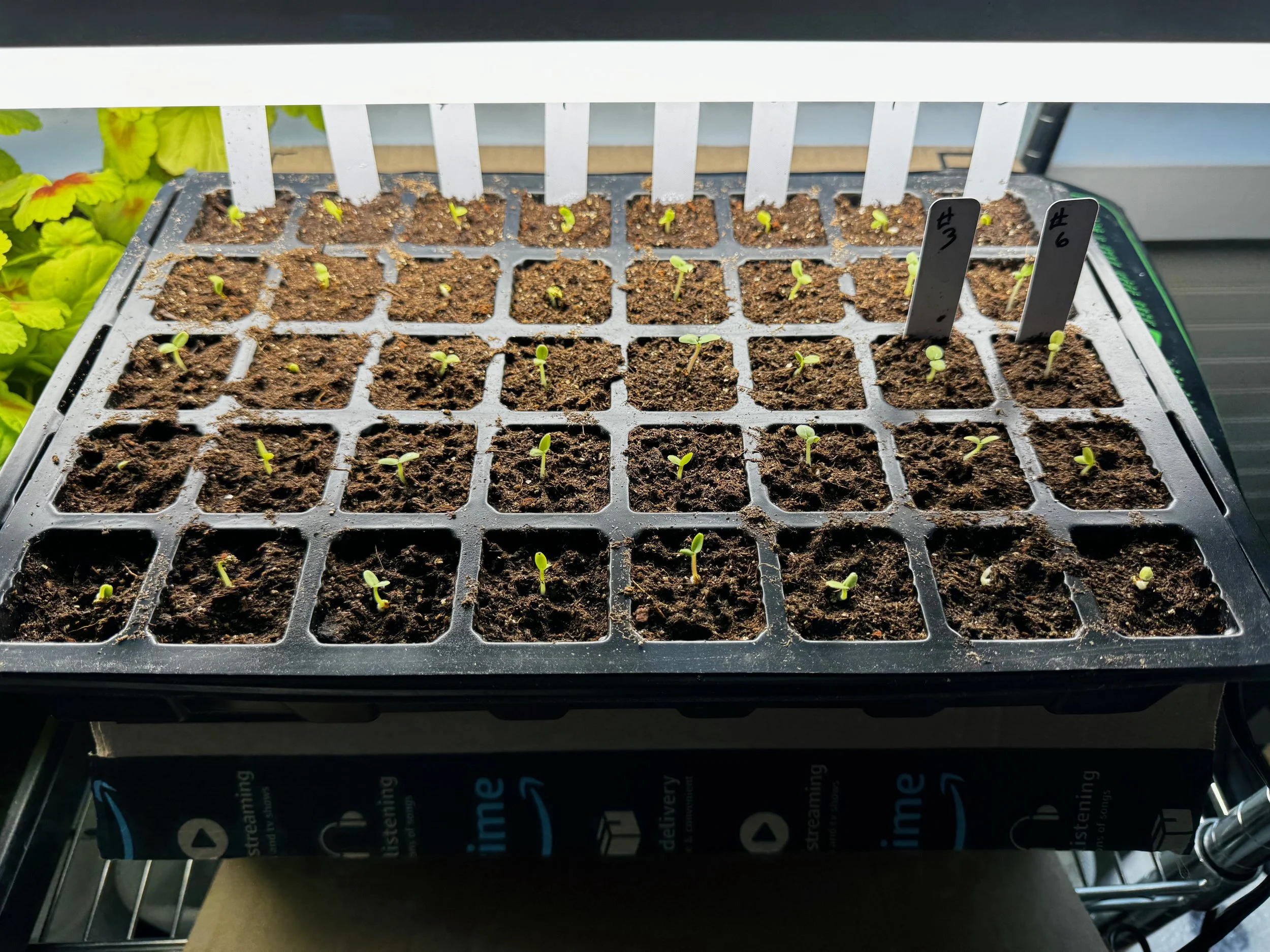 Seed Starting In Seed Trays