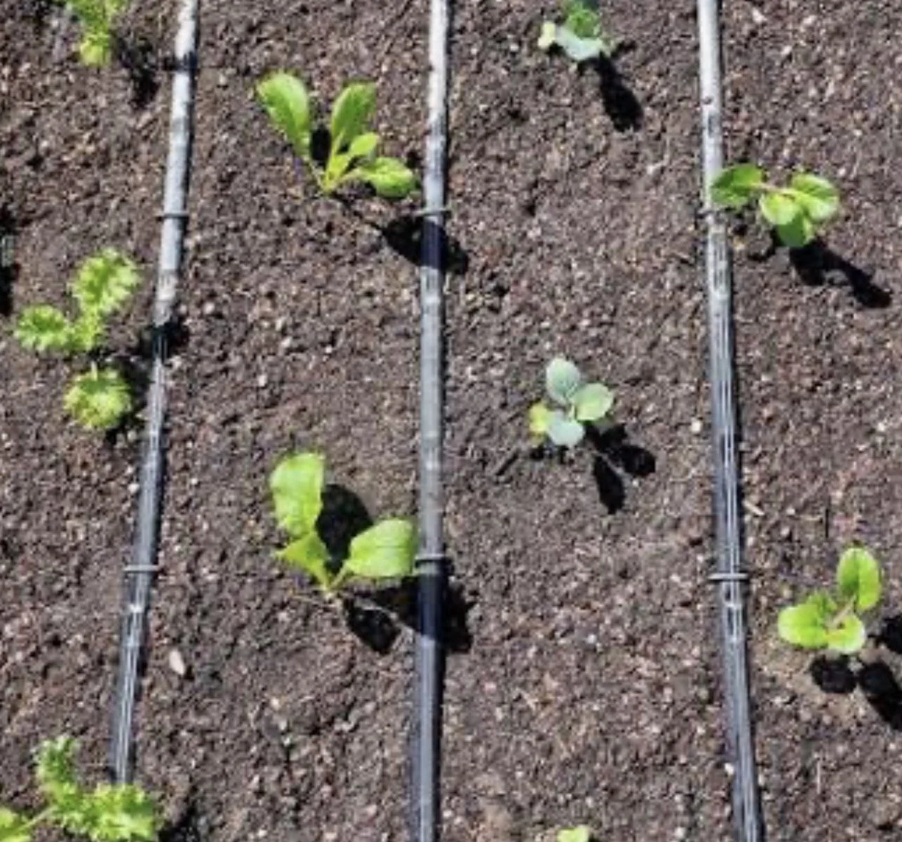  Drip Tape RollsDrip iragation, controller, raised bed gardening