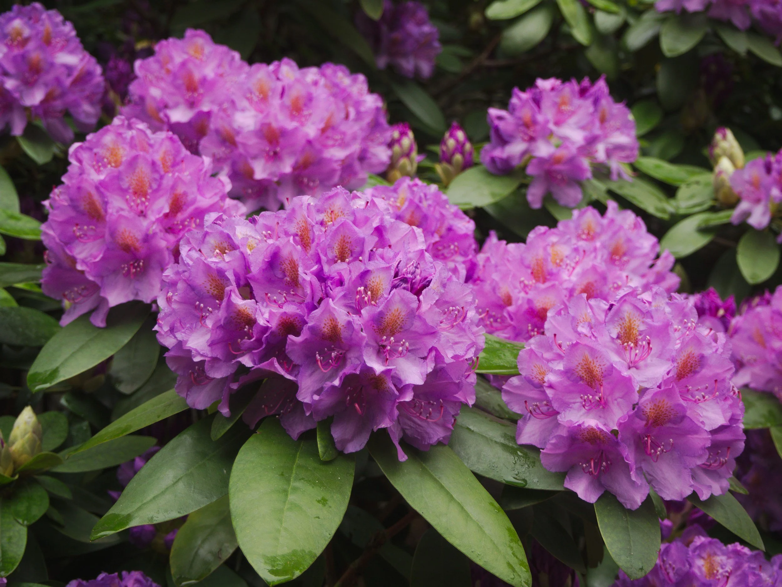  Mature pink rhododendron shrub in full bloom in a Pacific Northwest garden  