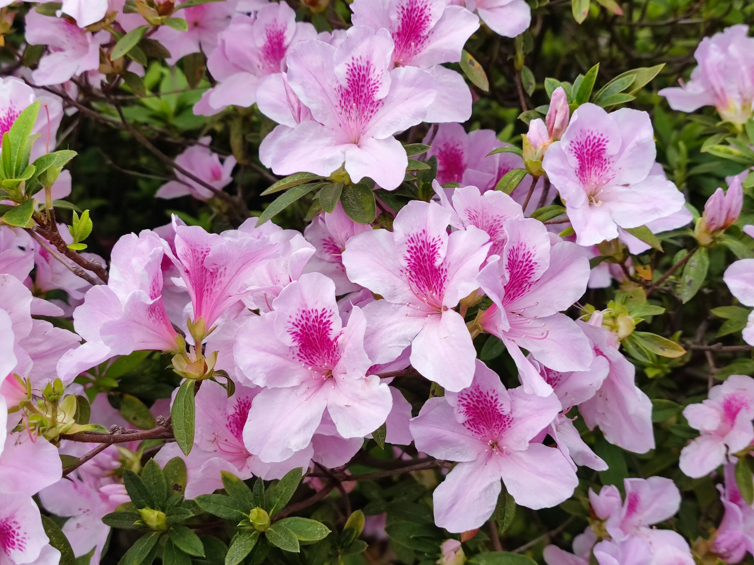   Close-up of a pink rhododendron flower showing individual blossoms  