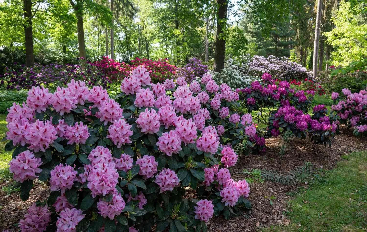   Large pink rhododendron flower truss in full bloom  