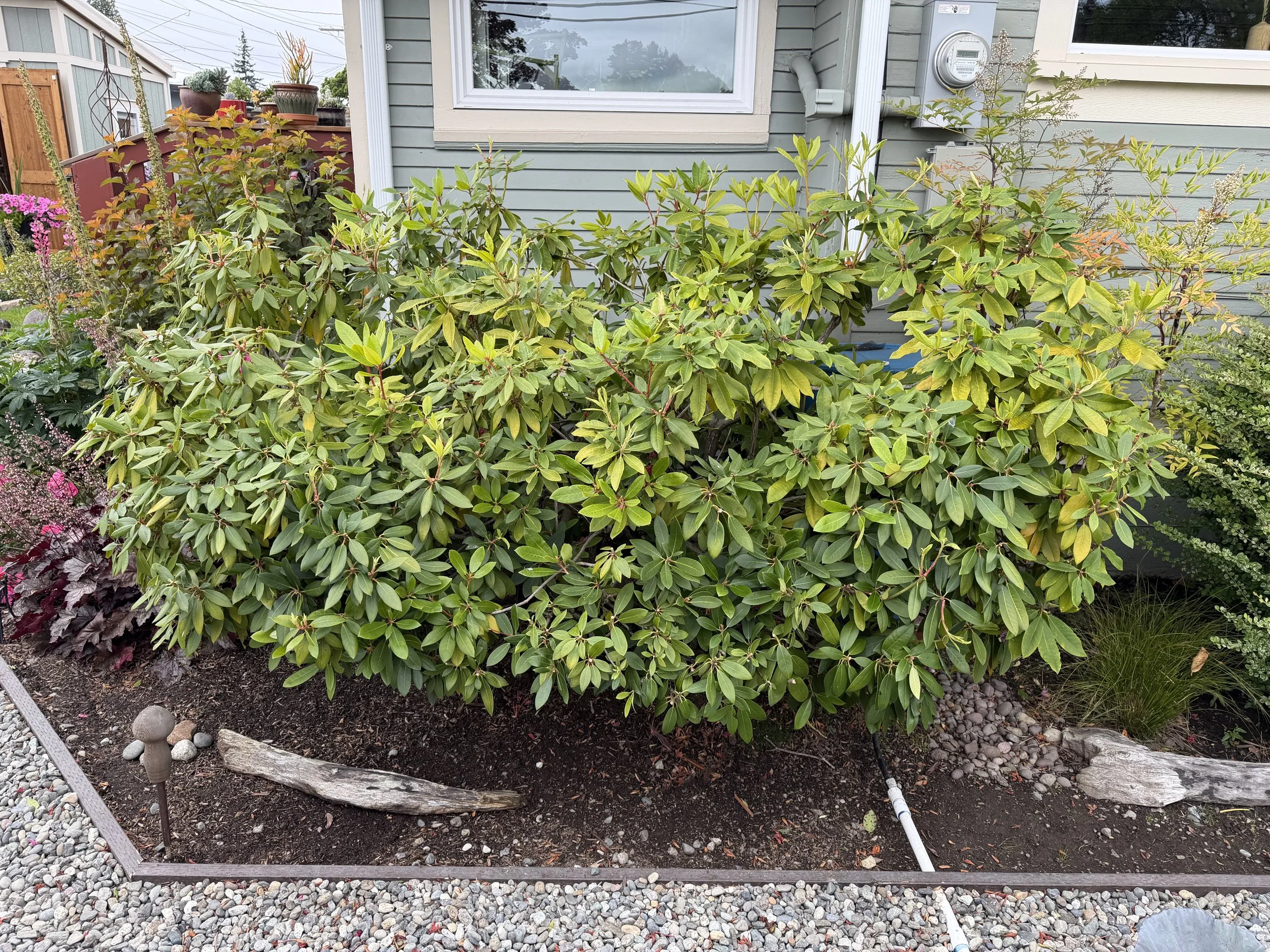 After Deadheading 