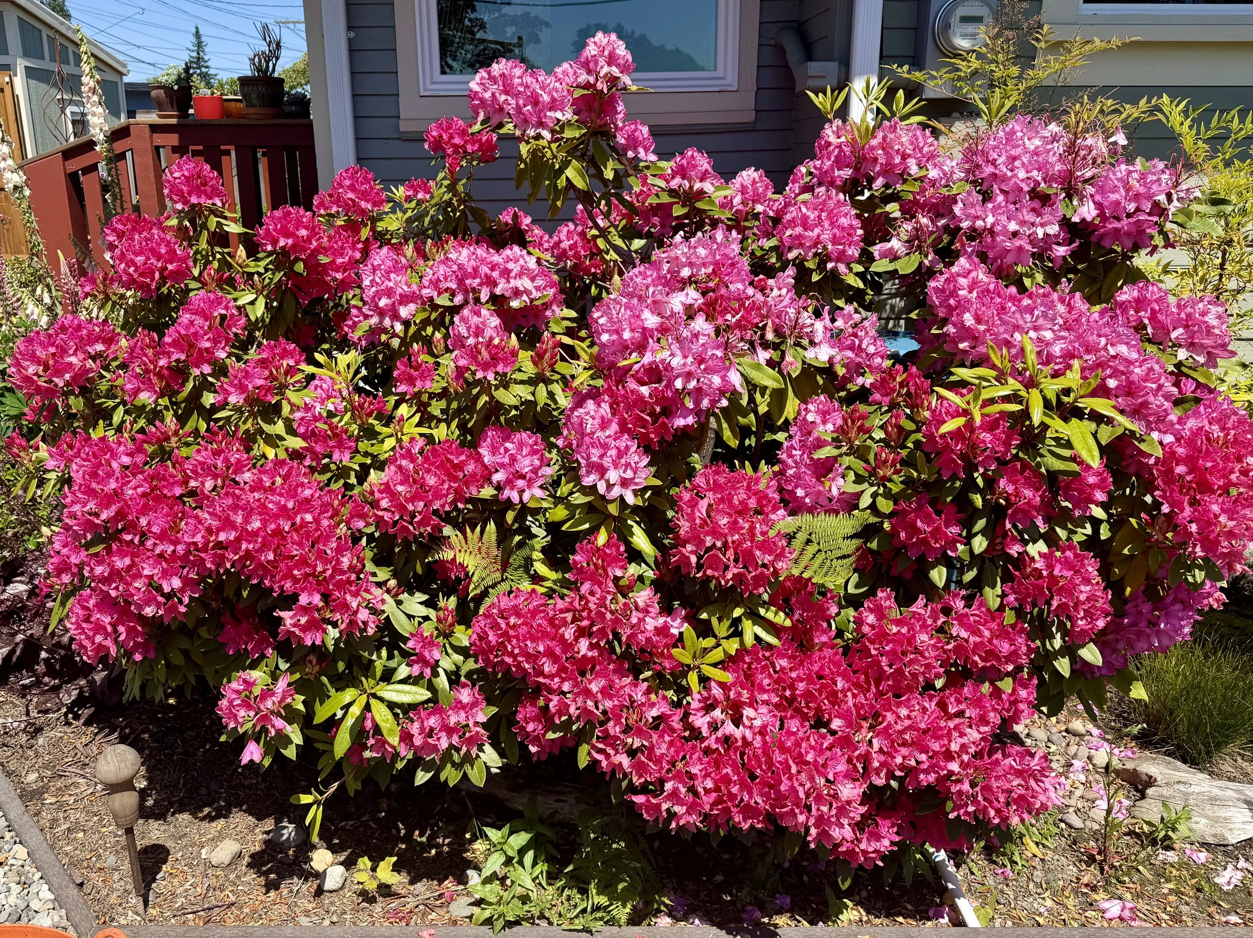 In Full Bloom