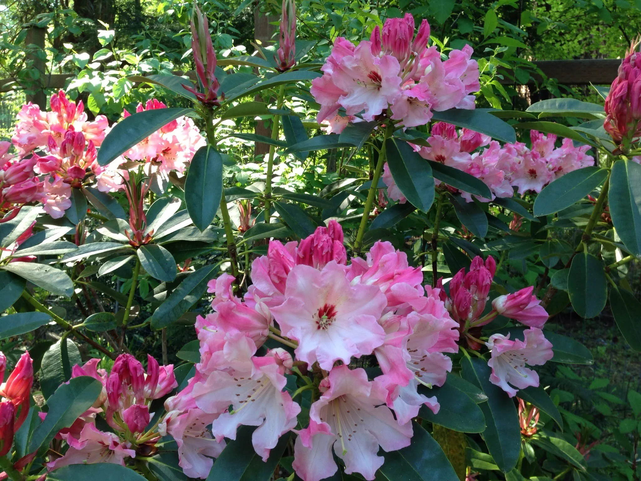   Fresh spring growth on a healthy rhododendron plan  