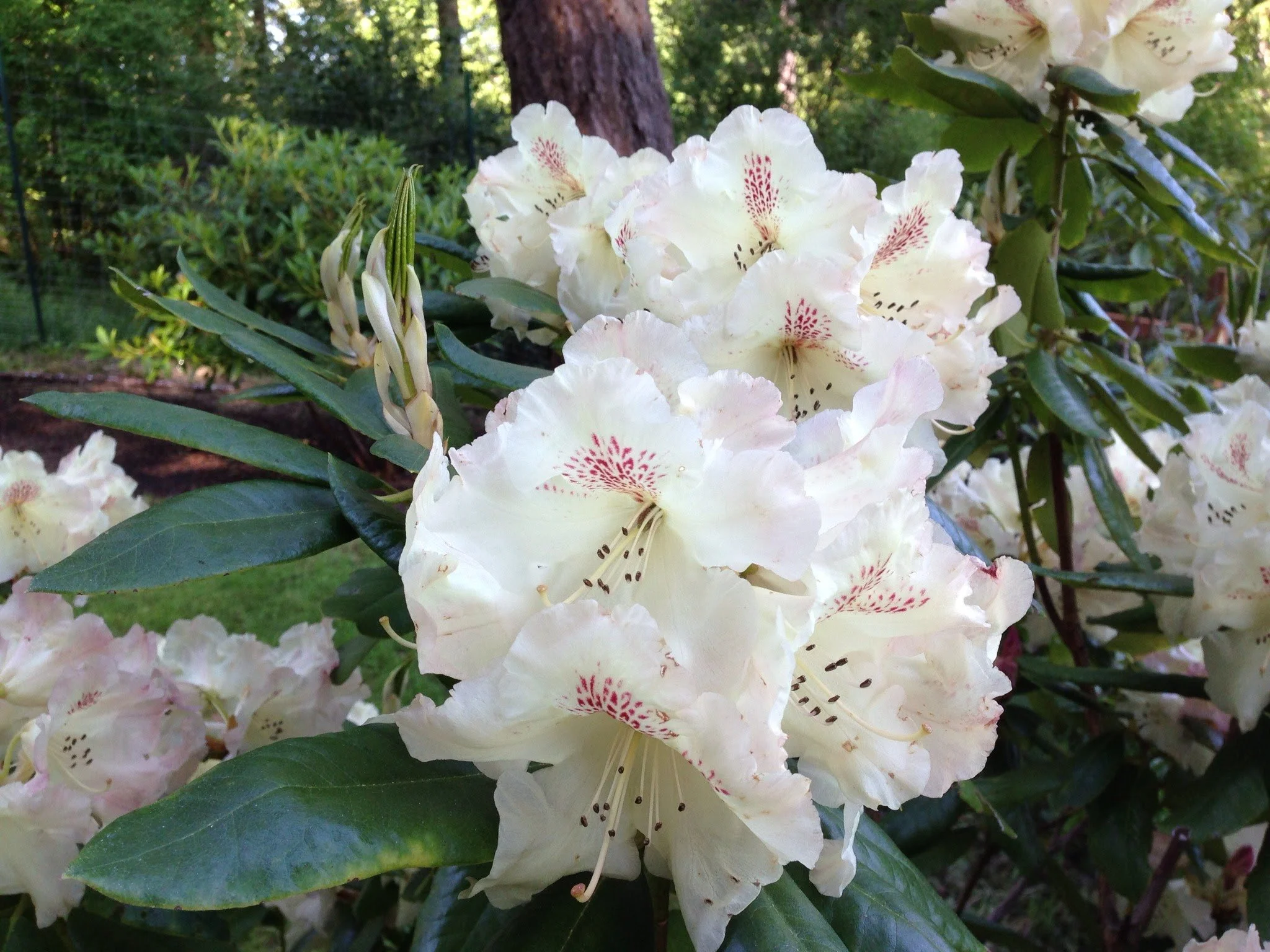   Rhododendron flower buds beginning to open in spring  