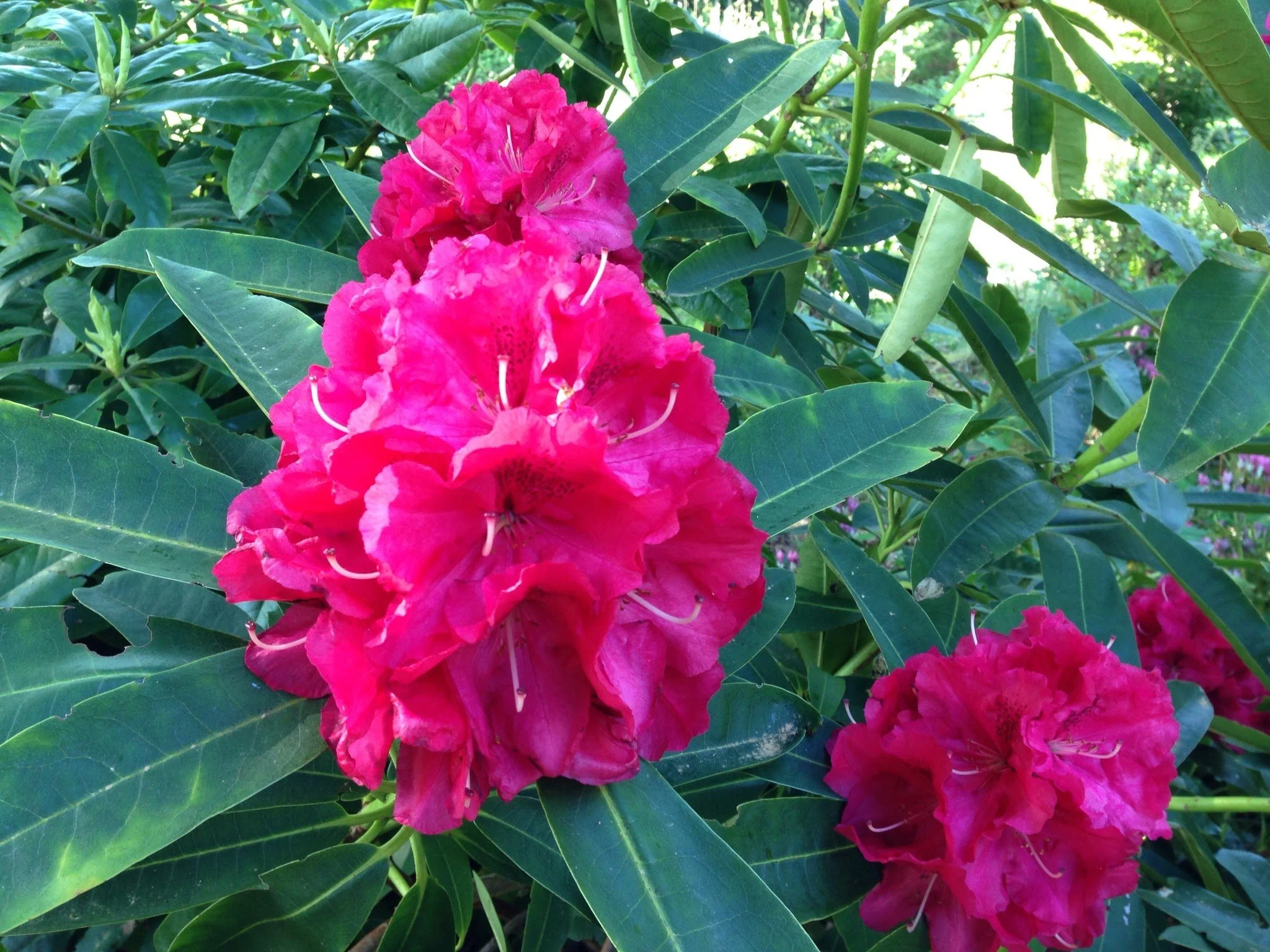  Healthy evergreen rhododendron leaves on a mature shrub  