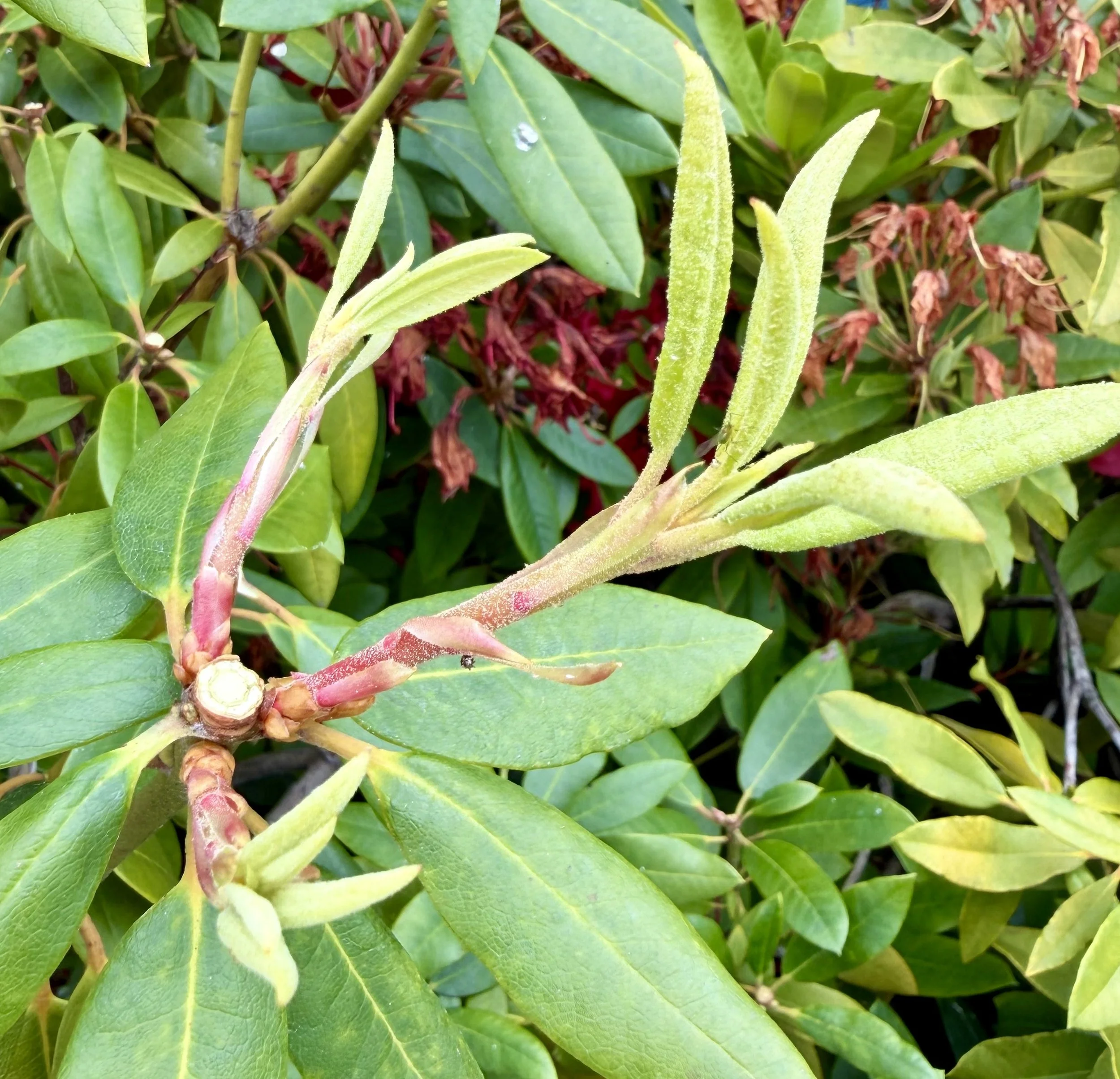 Deadheaded For Bulking Up Plant