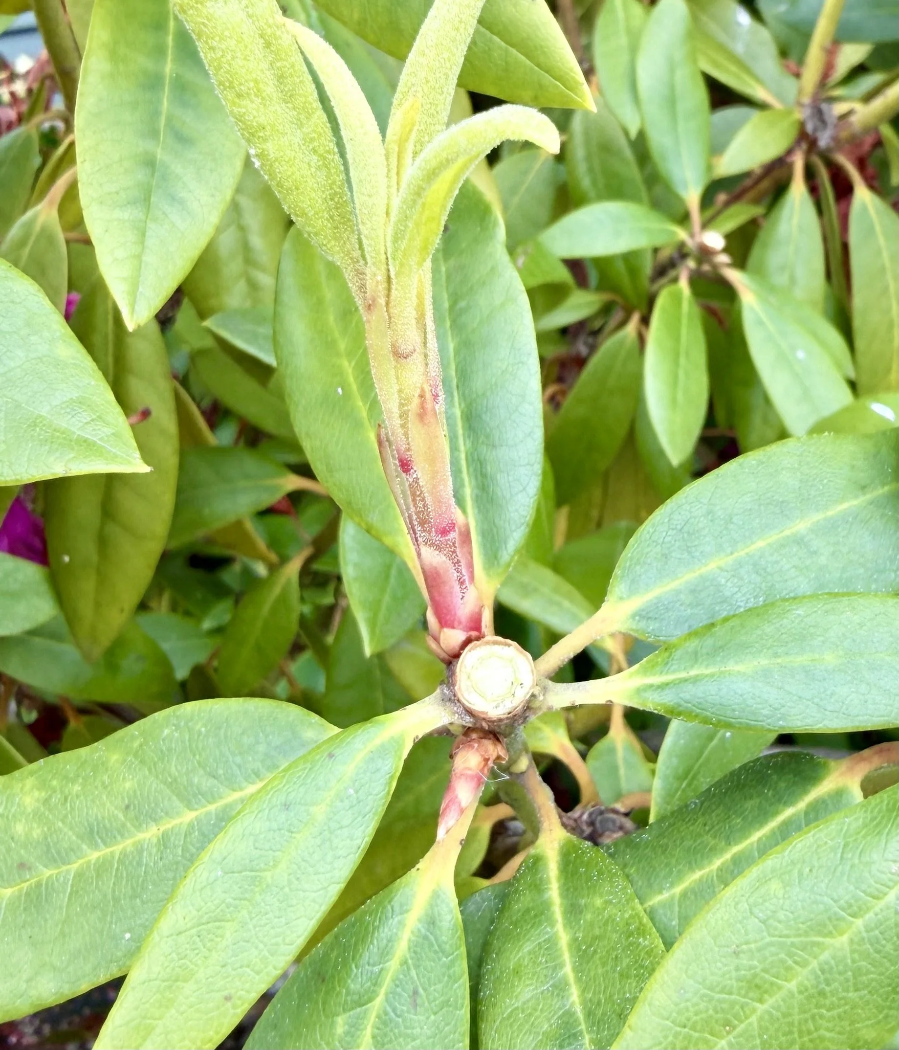 Deadheading For Increasing Size