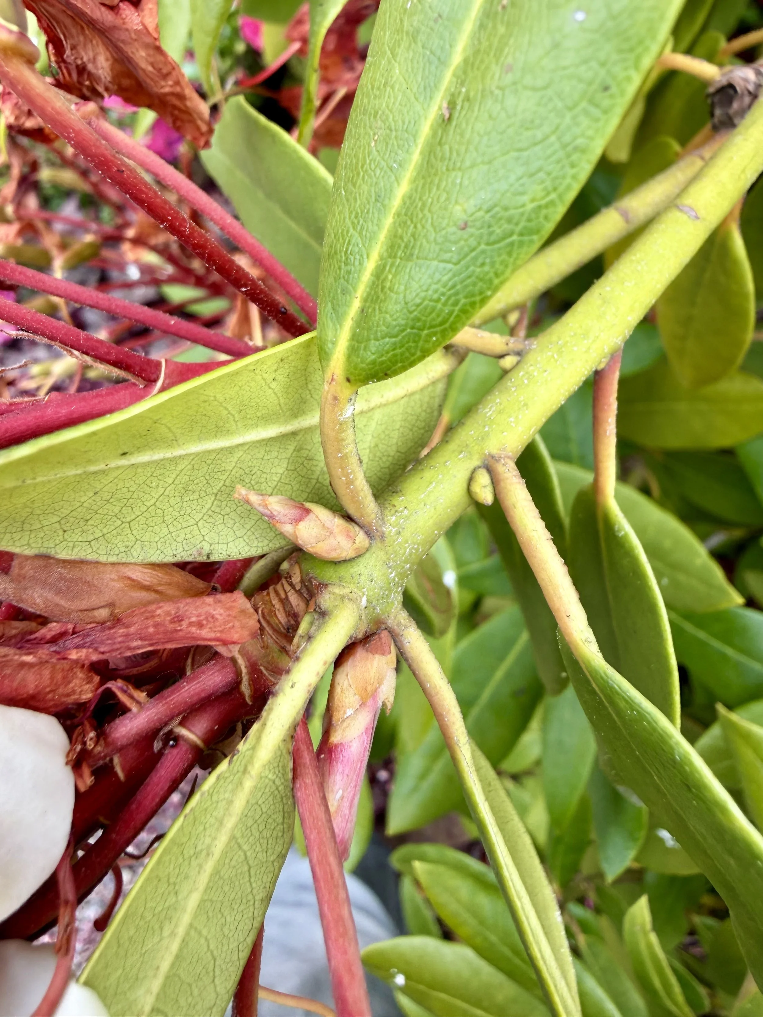 Small Leaf Formation