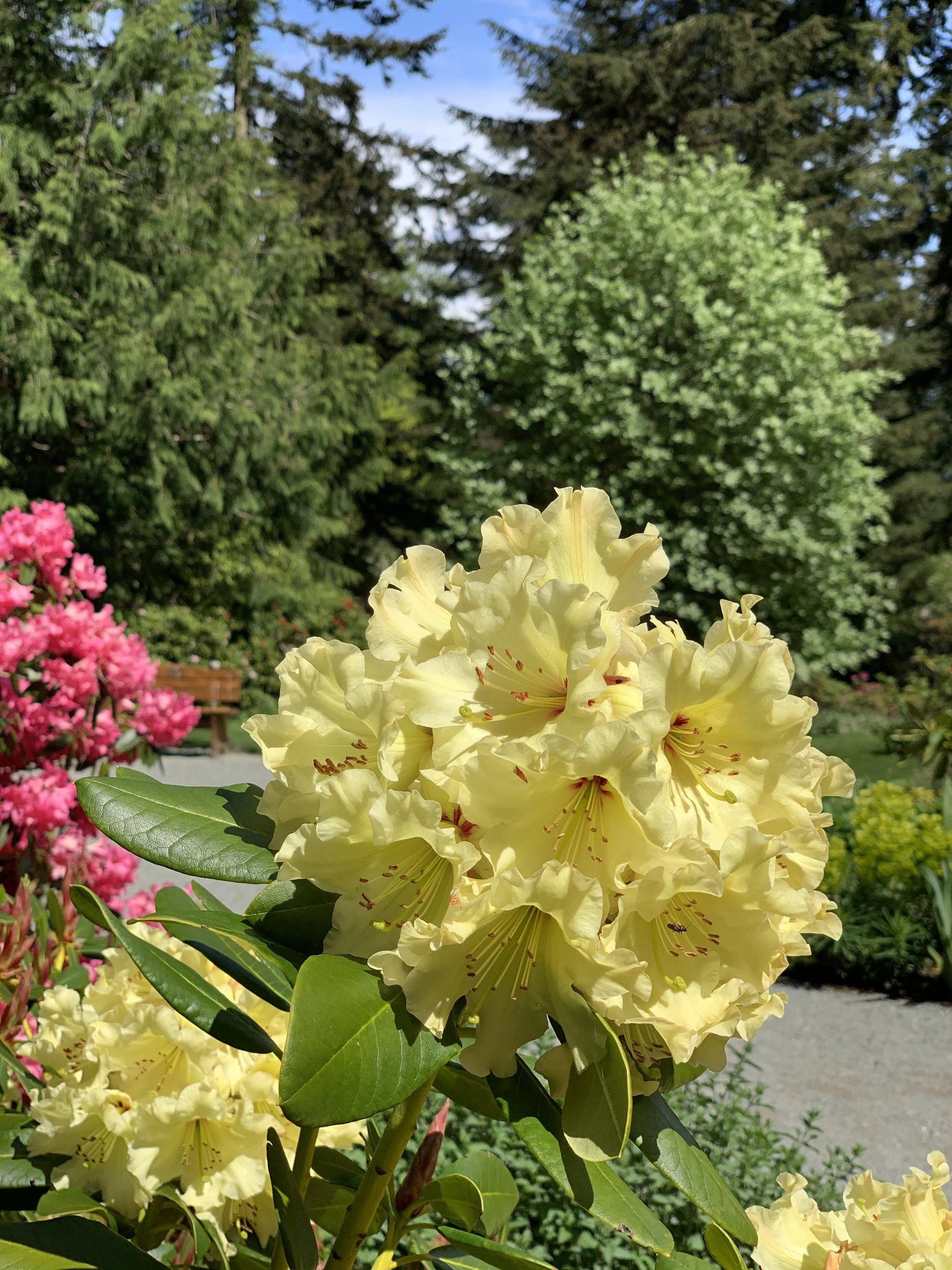   Blooming rhododendrons at Meerkerk Gardens on Whidbey Island, Washington  