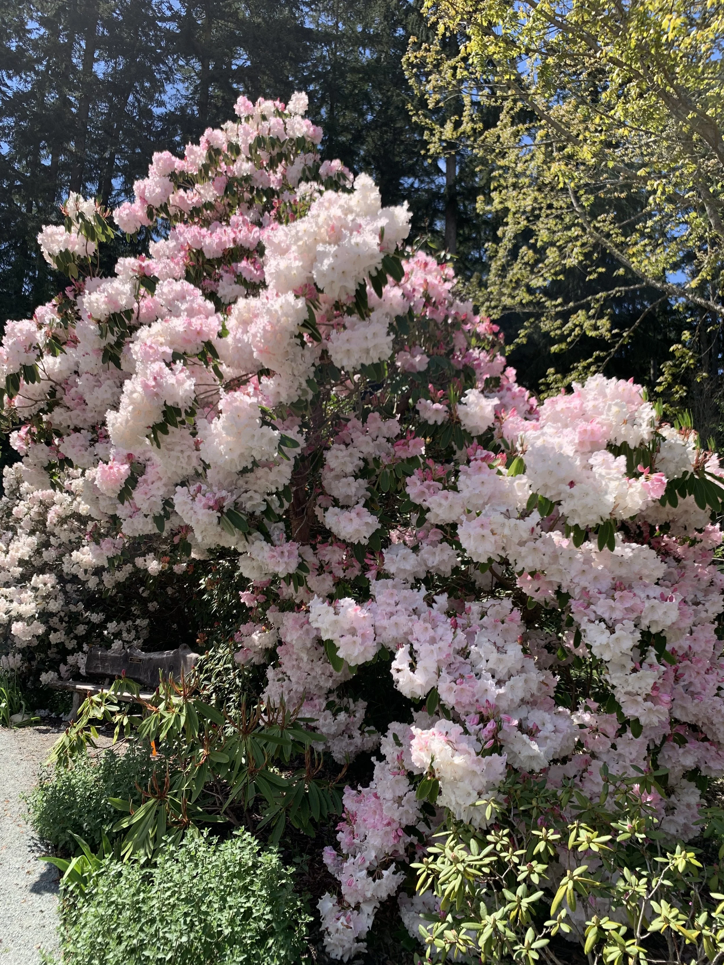   Blooming rhododendrons at Meerkerk Gardens on Whidbey Island, Washington  