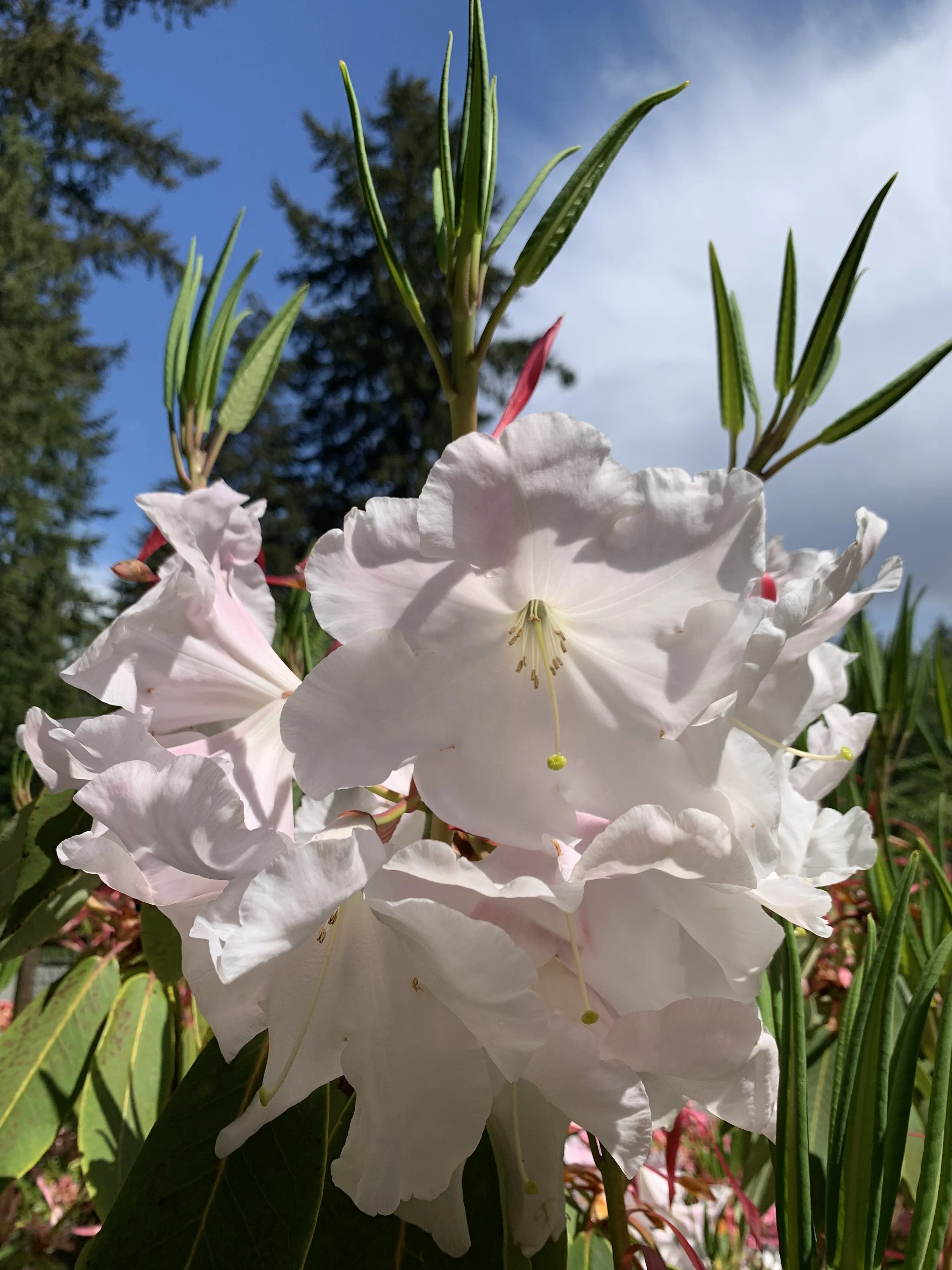   Spring rhododendron display at Meerkerk Gardens on Whidbey Island  