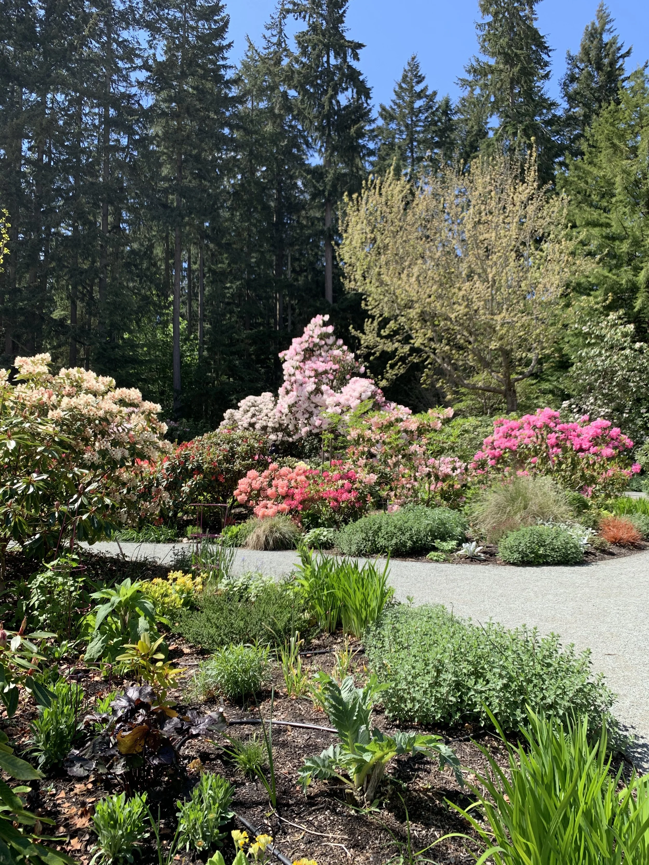   Colorful rhododendrons blooming along a garden pathway  