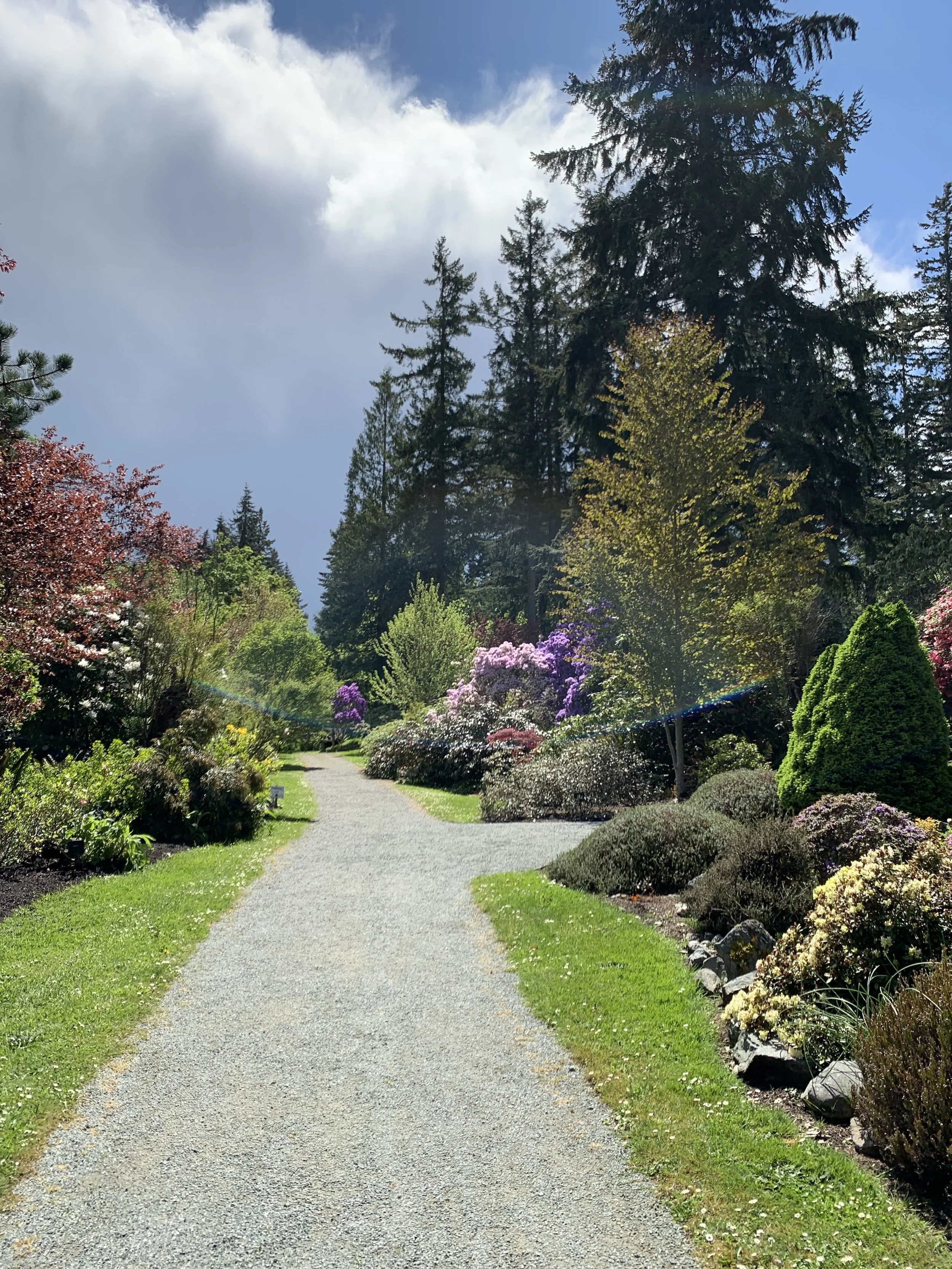   Rhododendrons growing beneath tall evergreen trees     Landscape 