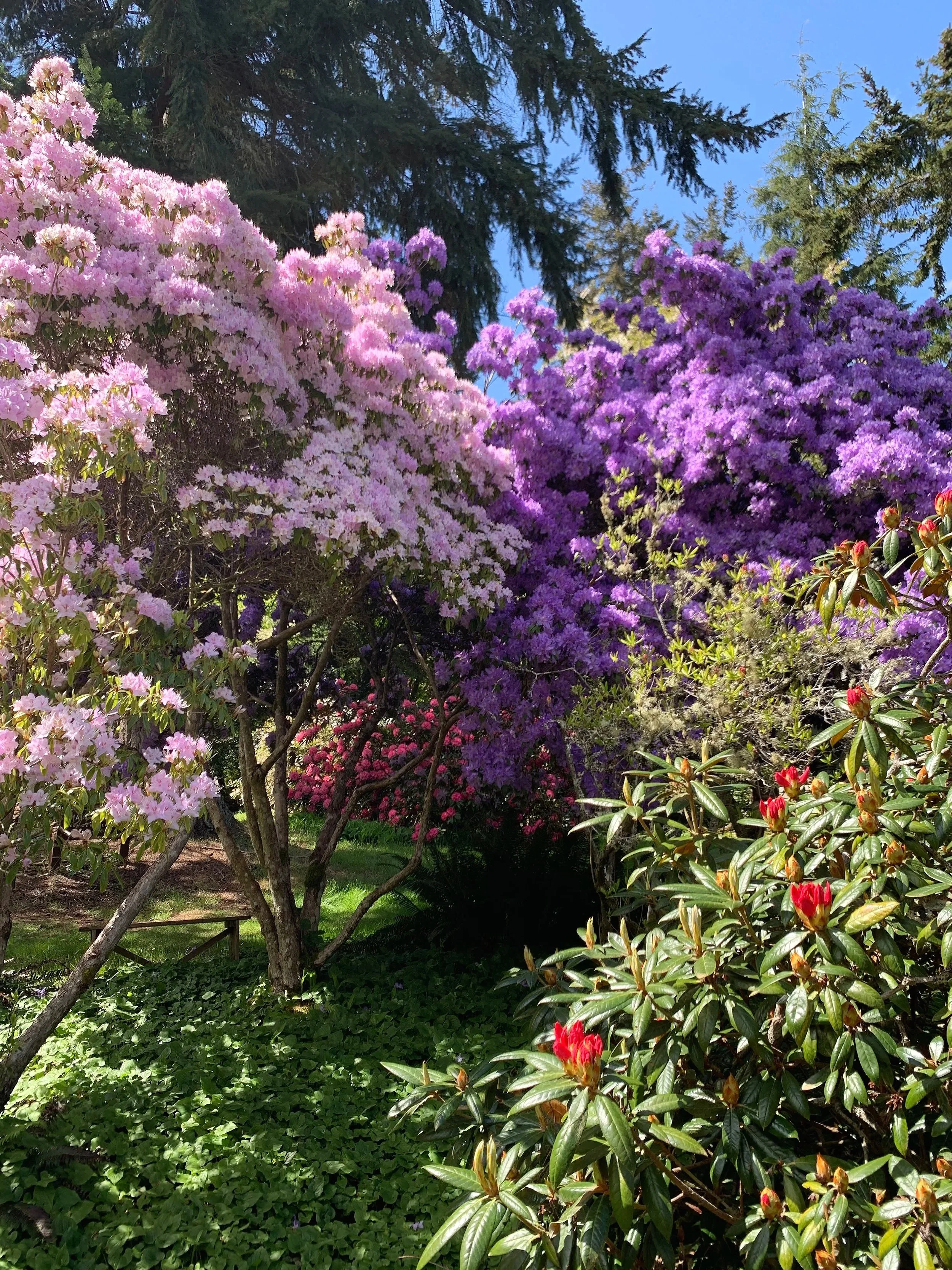 How to Grow and Care for Rhododendrons in the Pacific Northwest