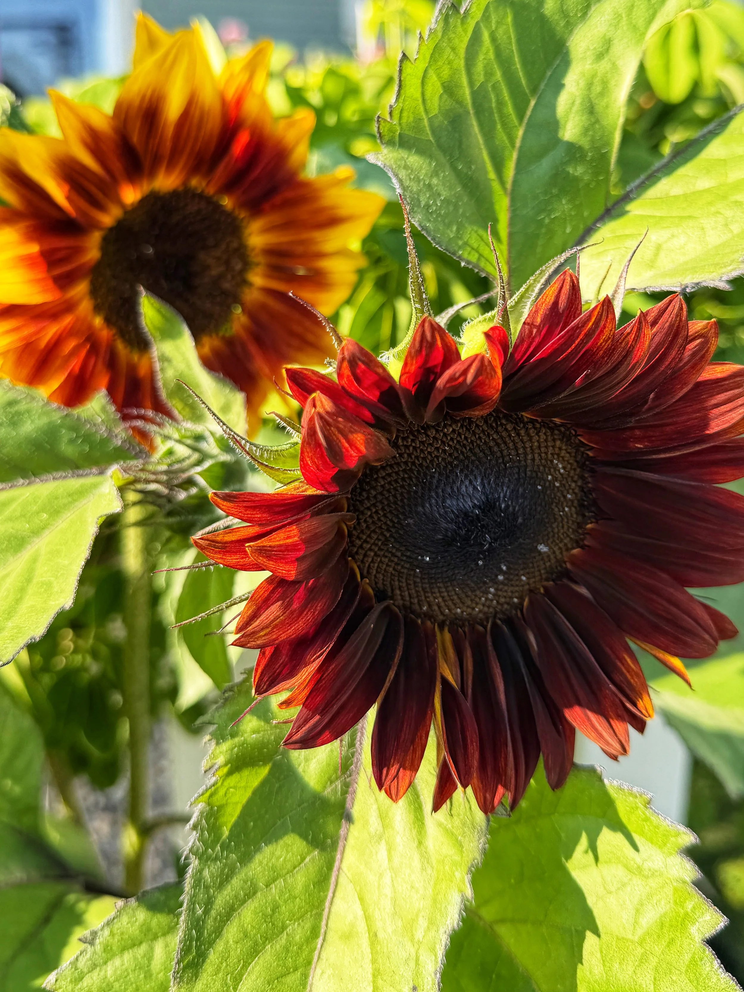 A Slow Start for This Year’s Sunflowers