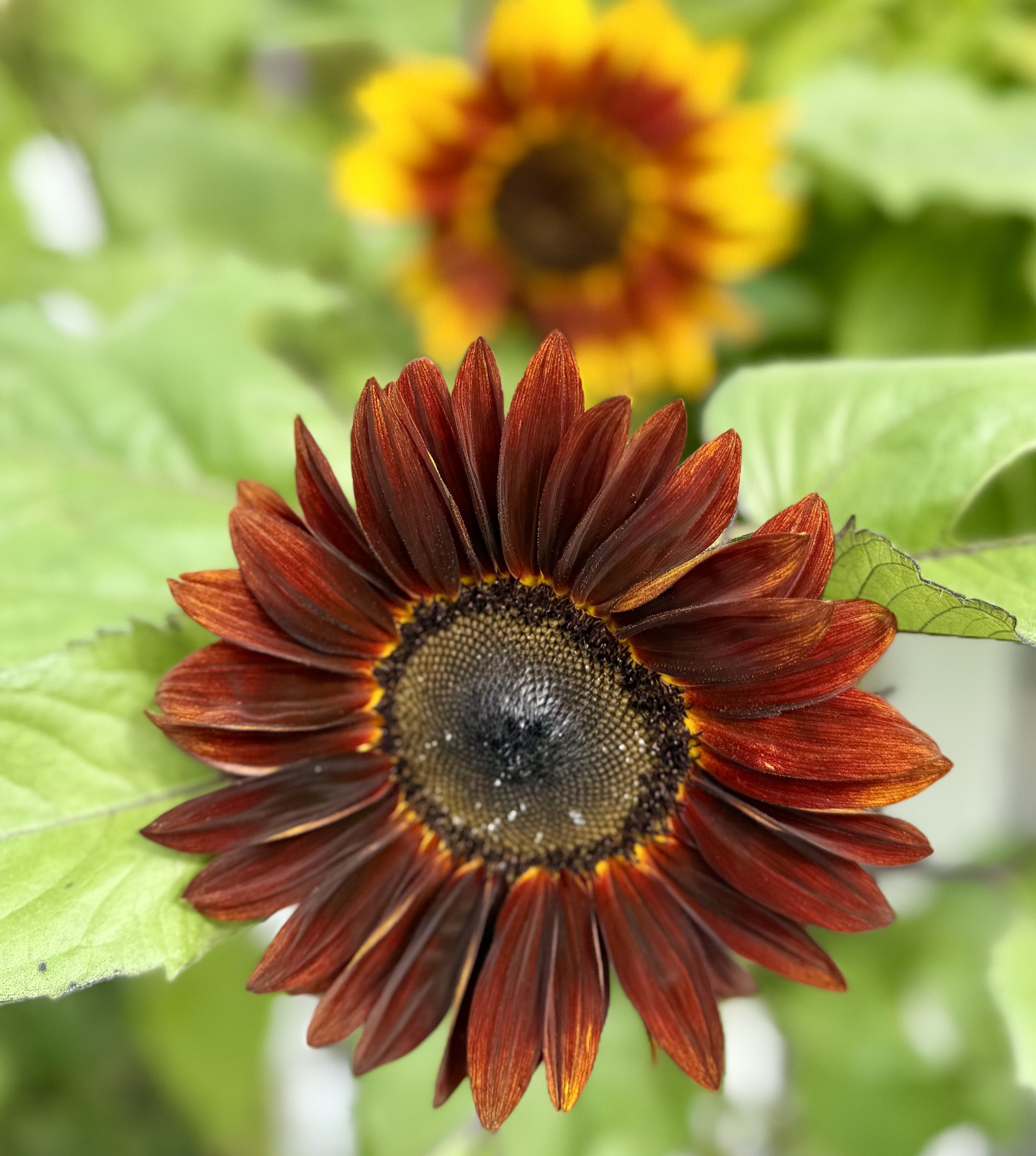  Colorful branching sunflowers in shades of golden yellow, orange, bronze, and deep red blooming in a vibrant summer garden. 