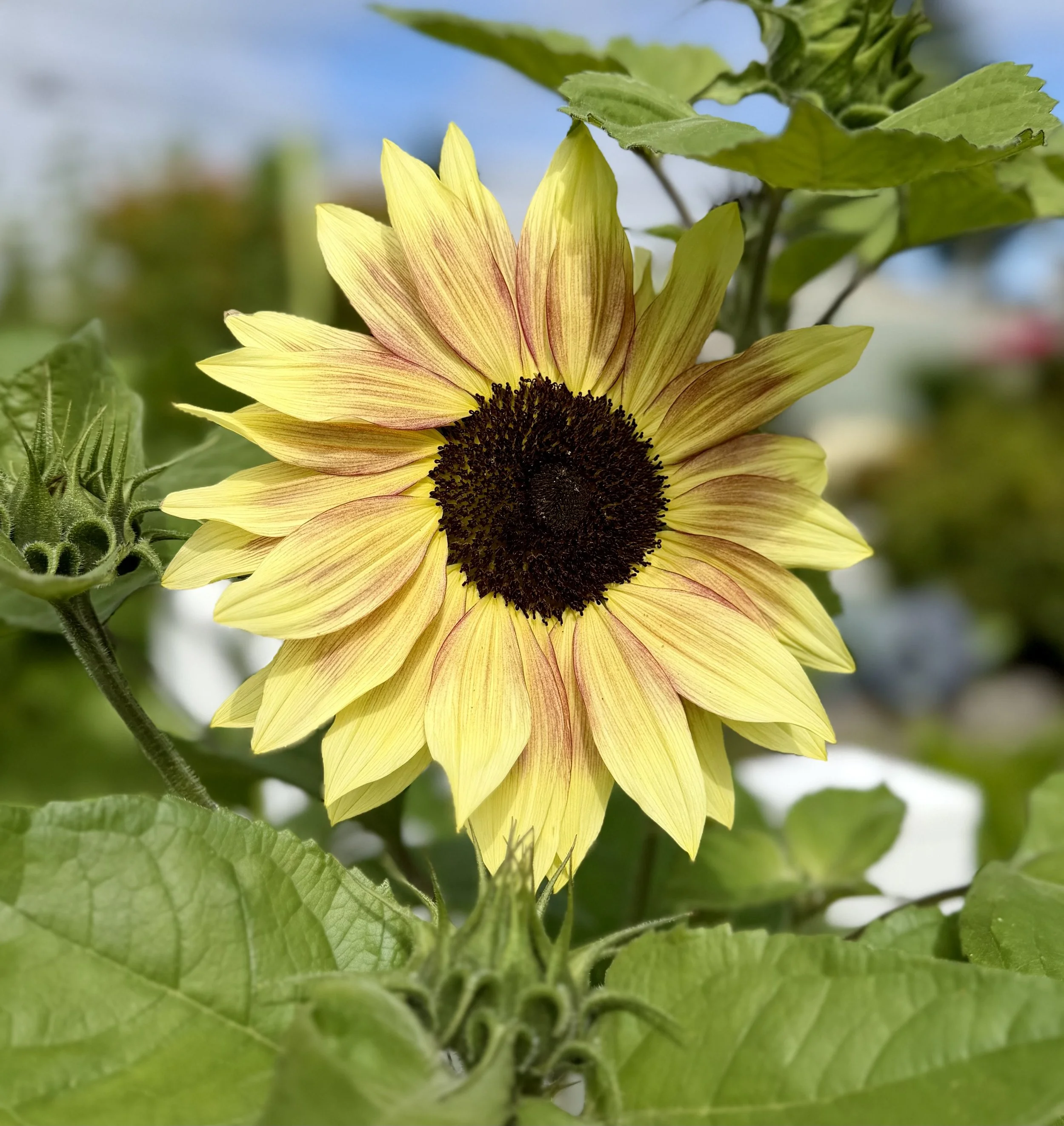  Colorful branching sunflowers in shades of golden yellow, orange, bronze, and deep red blooming in a vibrant summer garden. 