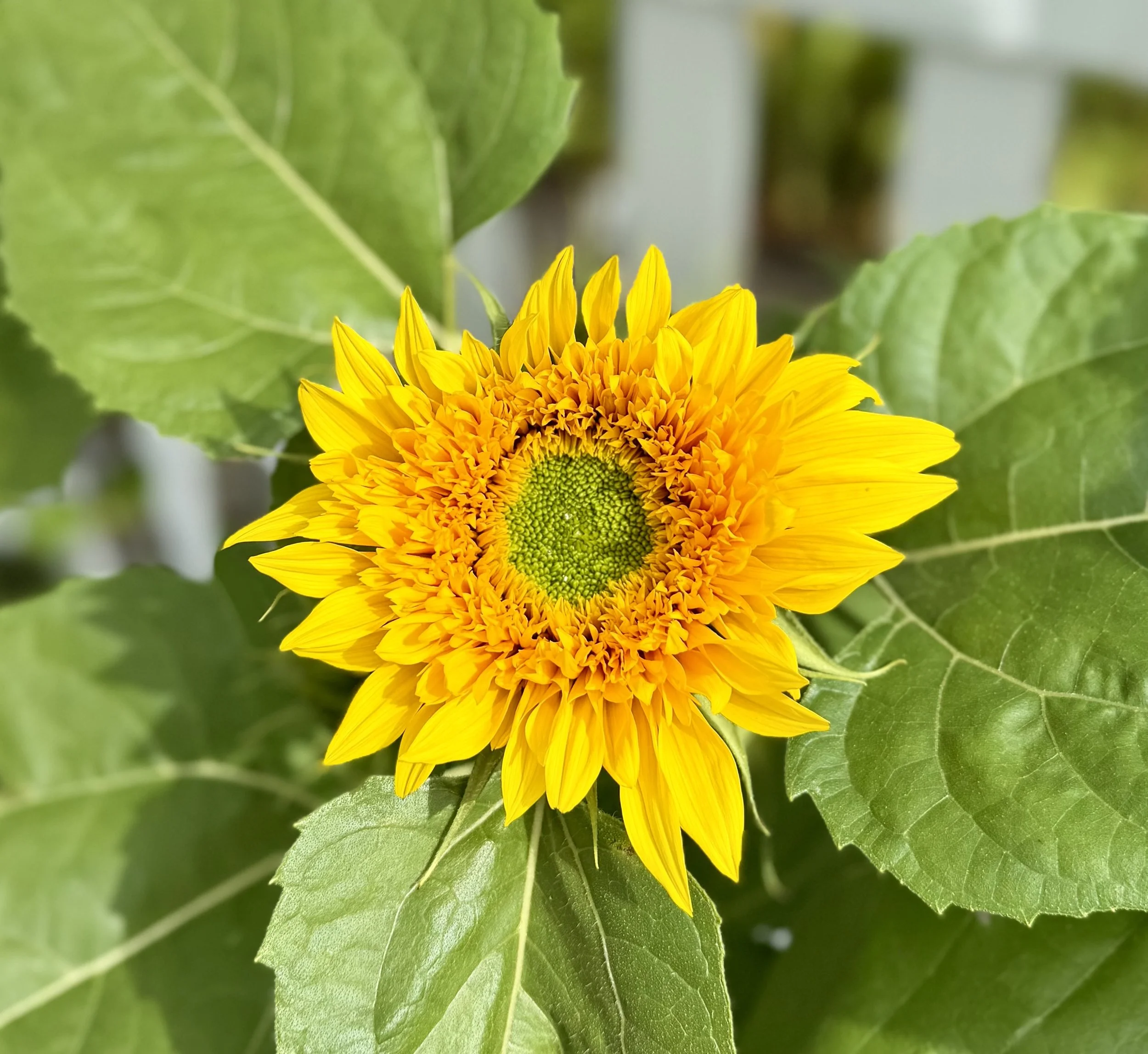  Colorful branching sunflowers in shades of golden yellow, orange, bronze, and deep red blooming in a vibrant summer garden. 