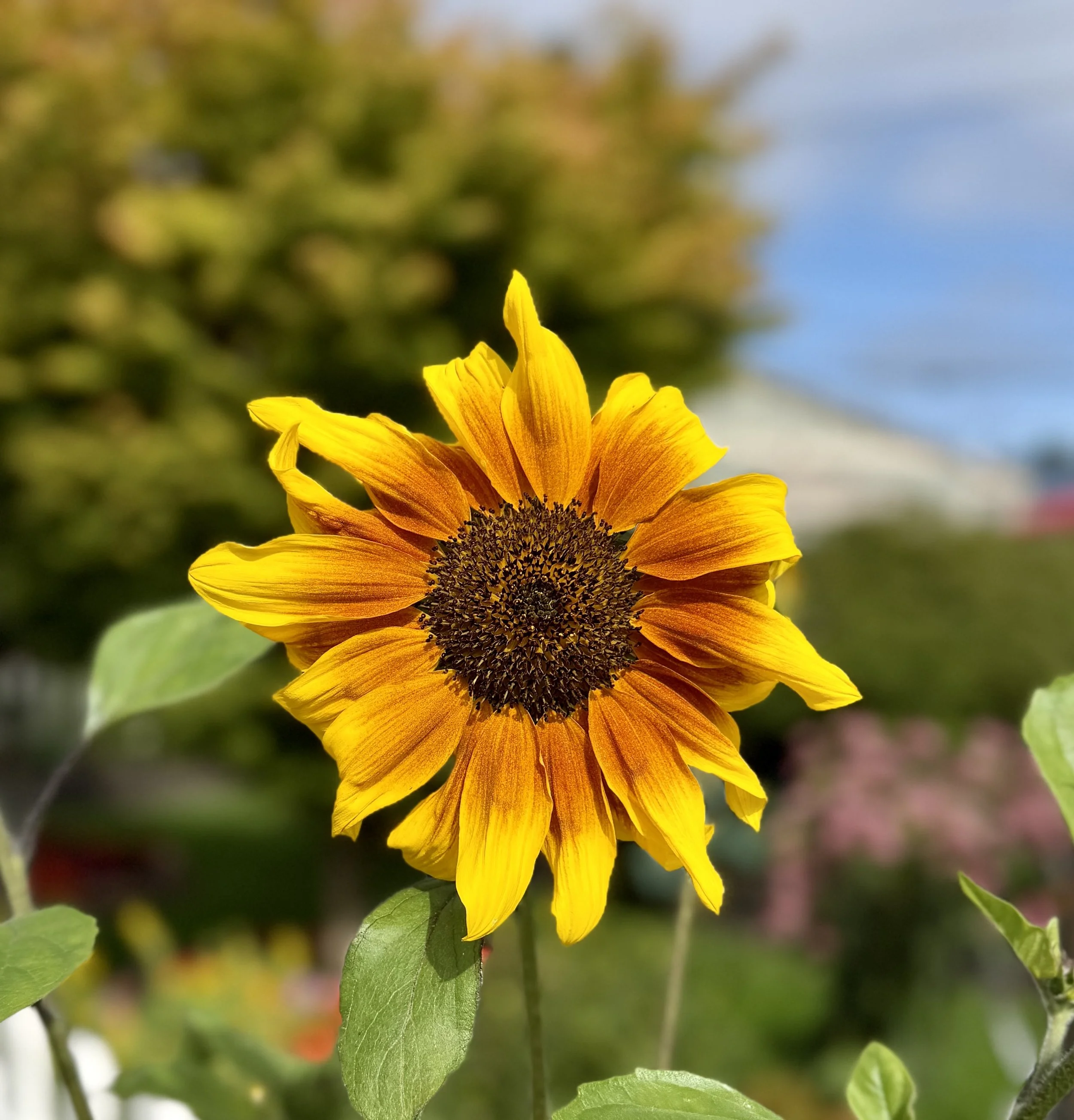  Colorful branching sunflowers in shades of golden yellow, orange, bronze, and deep red blooming in a vibrant summer garden. 