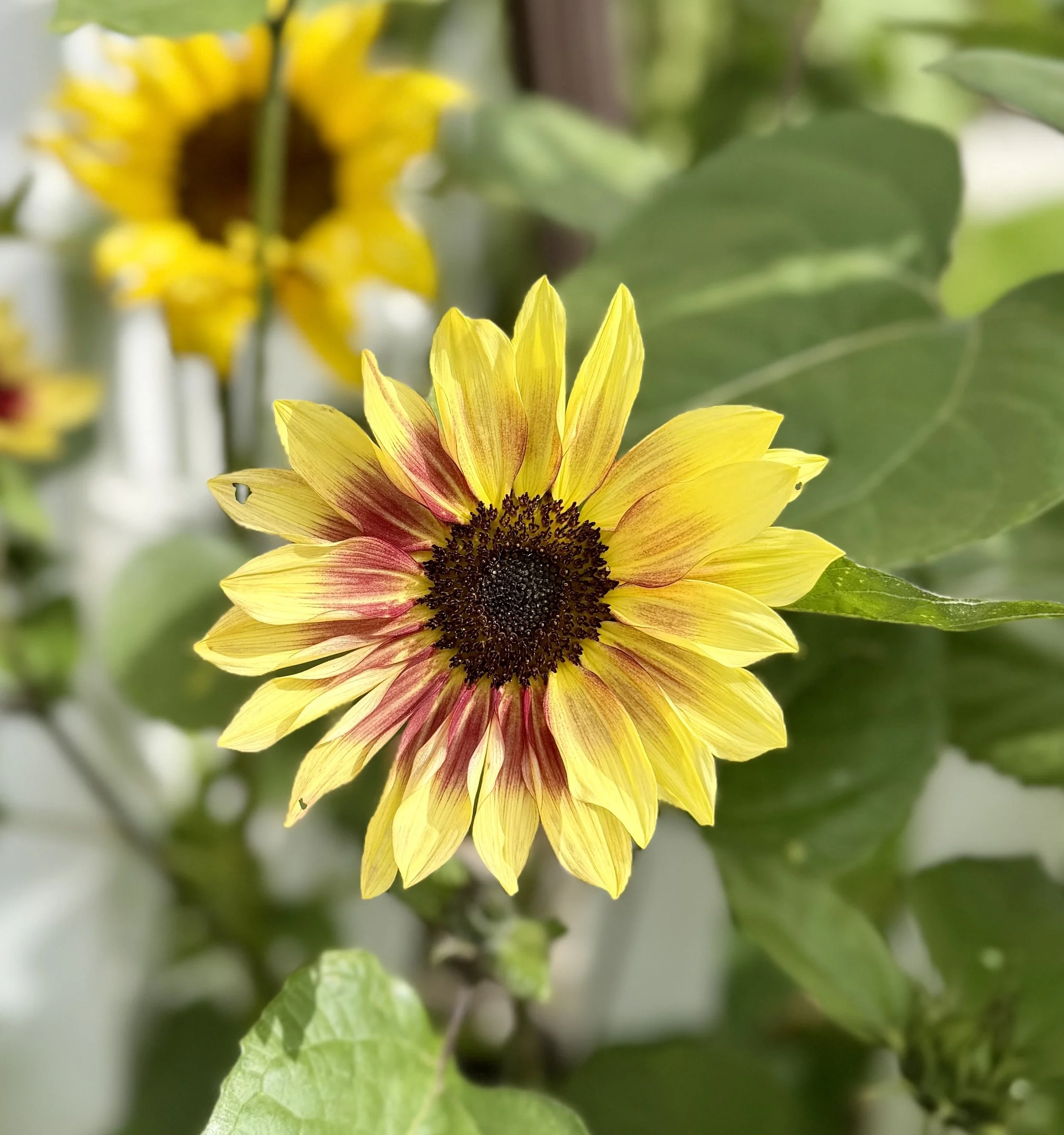  Colorful branching sunflowers in shades of golden yellow, orange, bronze, and deep red blooming in a vibrant summer garden. 