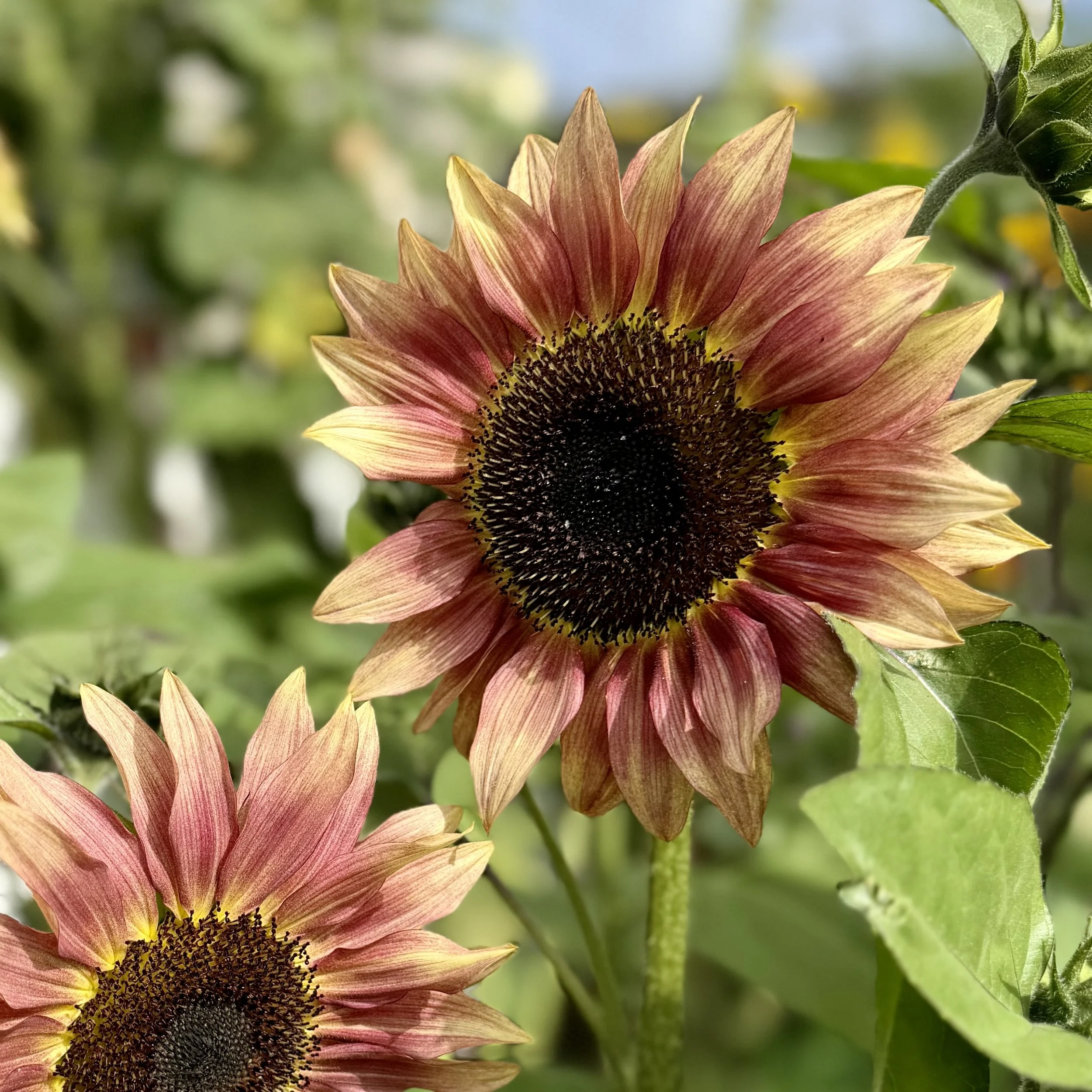  Colorful branching sunflowers in shades of golden yellow, orange, bronze, and deep red blooming in a vibrant summer garden. 