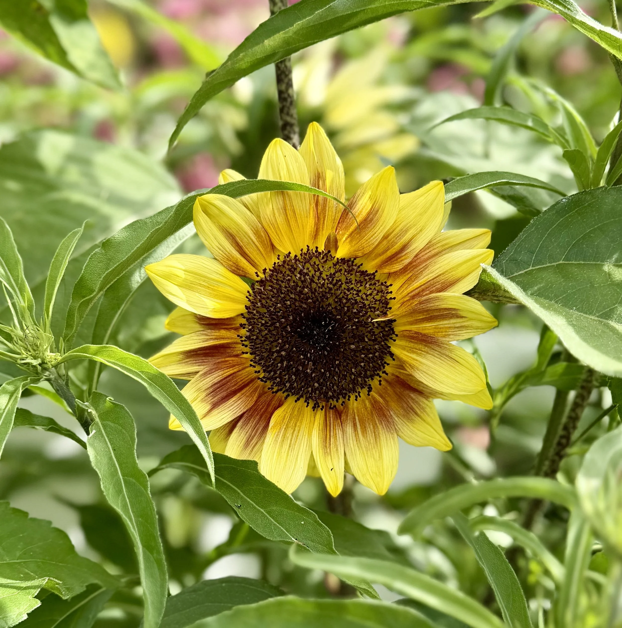  Colorful branching sunflowers in shades of golden yellow, orange, bronze, and deep red blooming in a vibrant summer garden. 