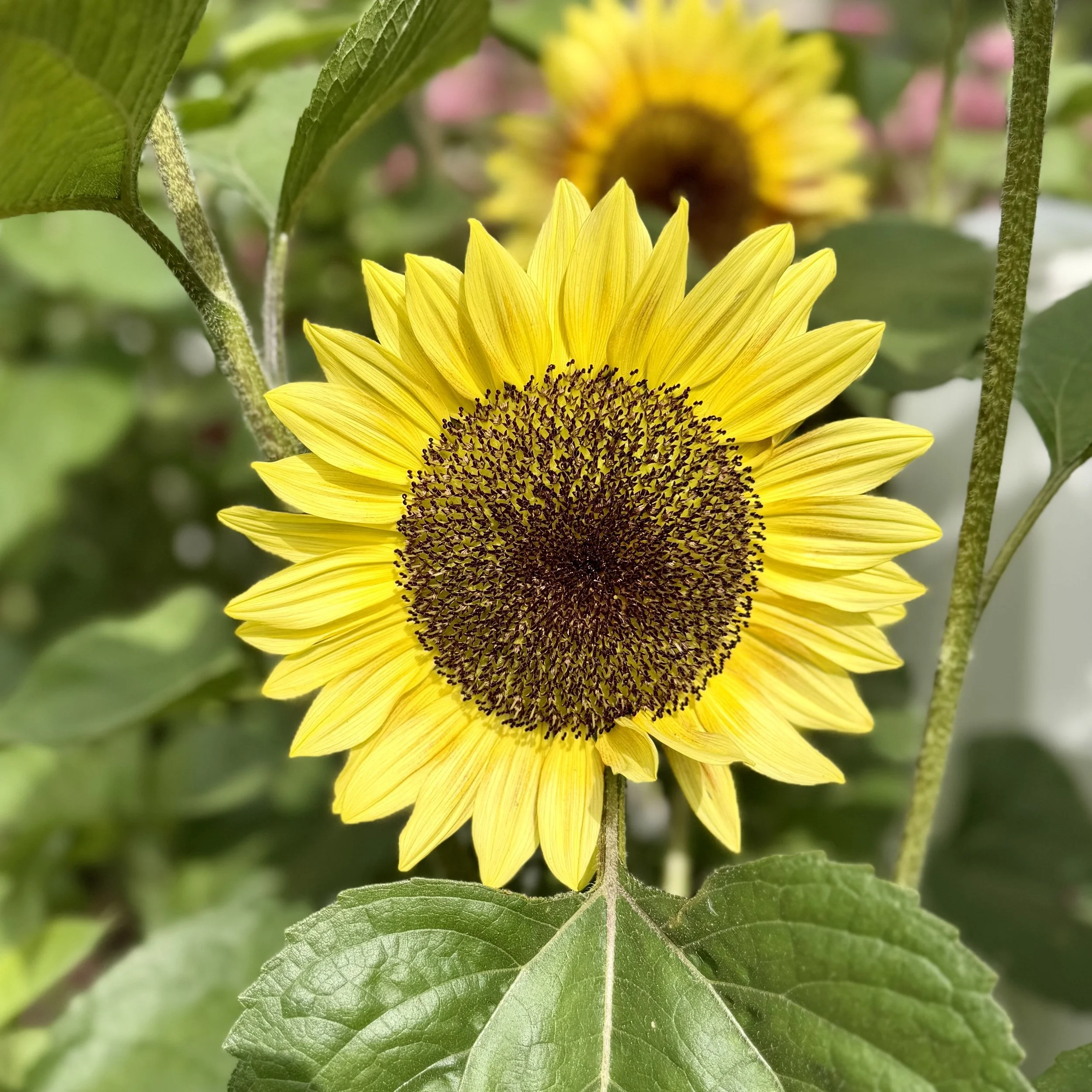  Colorful branching sunflowers in shades of golden yellow, orange, bronze, and deep red blooming in a vibrant summer garden. 