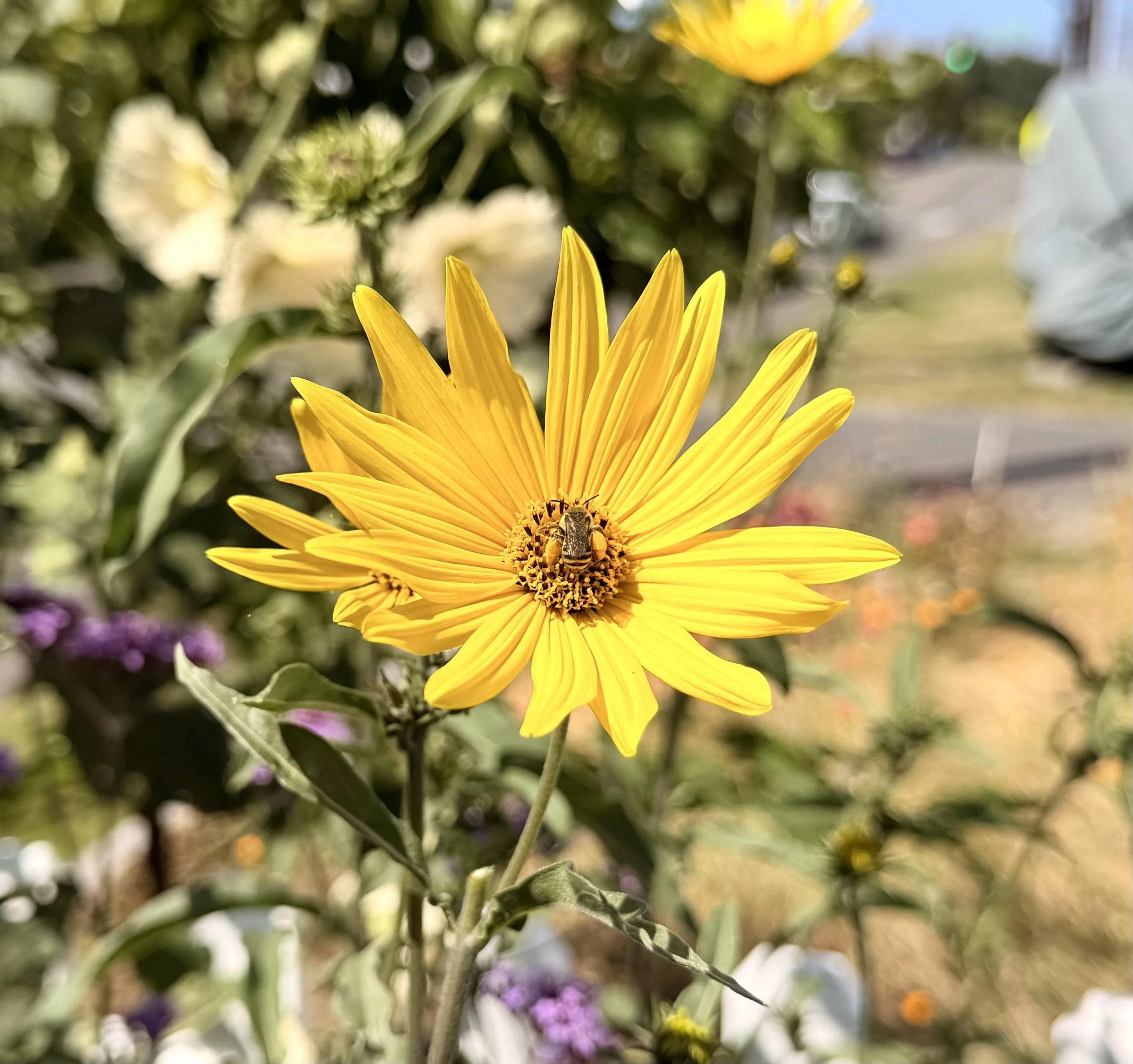 Jerusalem Artichoke Flower